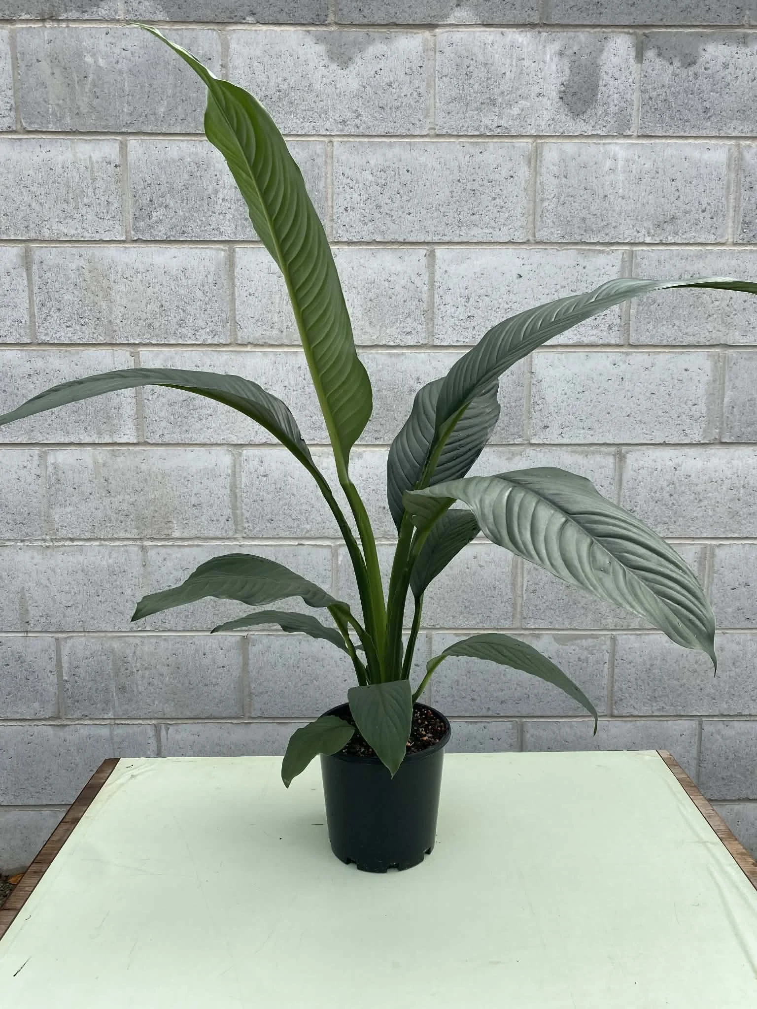 Spathiphyllum ‘Sensation’ (Peace Lily) 200mm