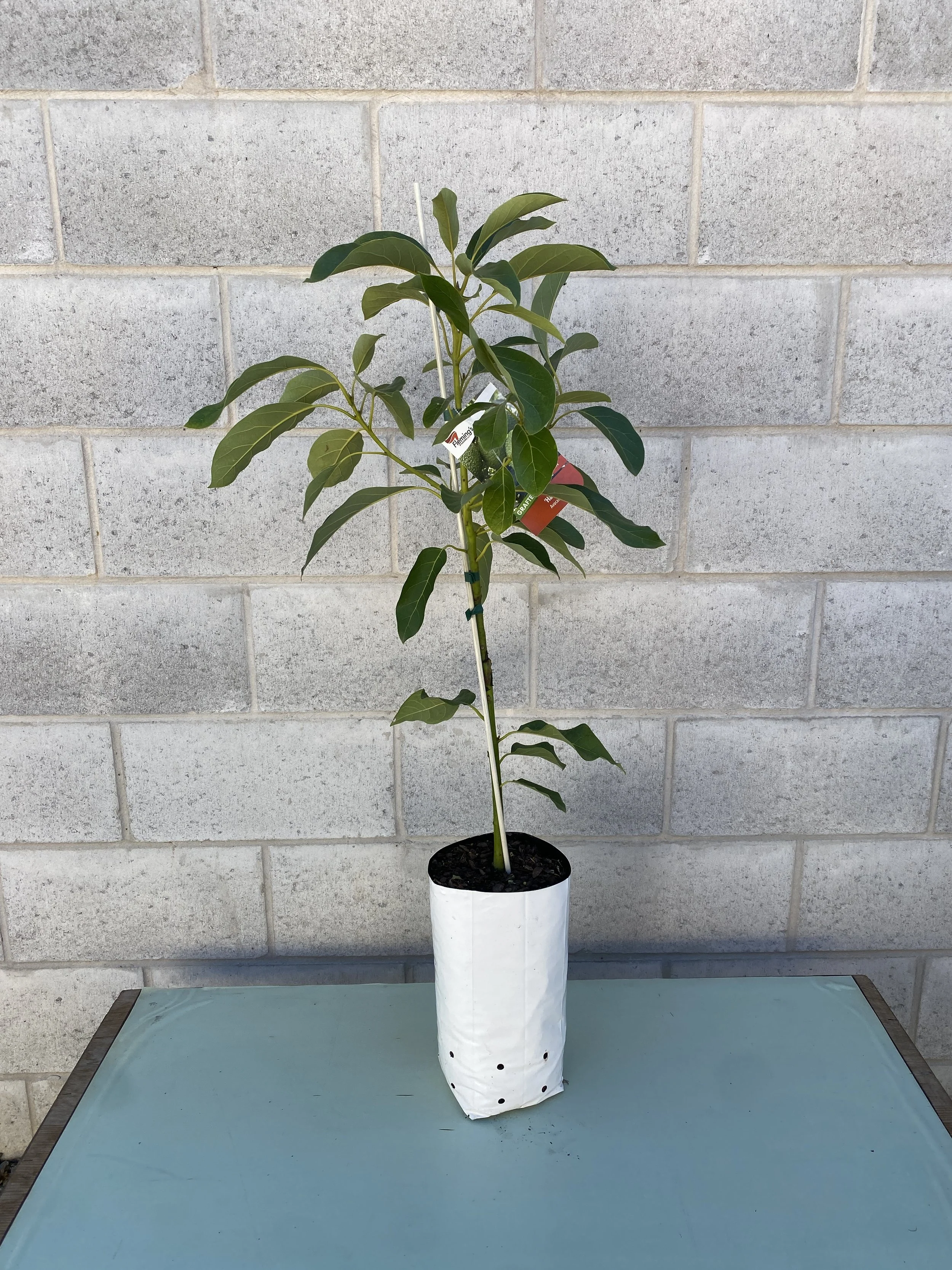Avocado 'Hass' 5L.jpg