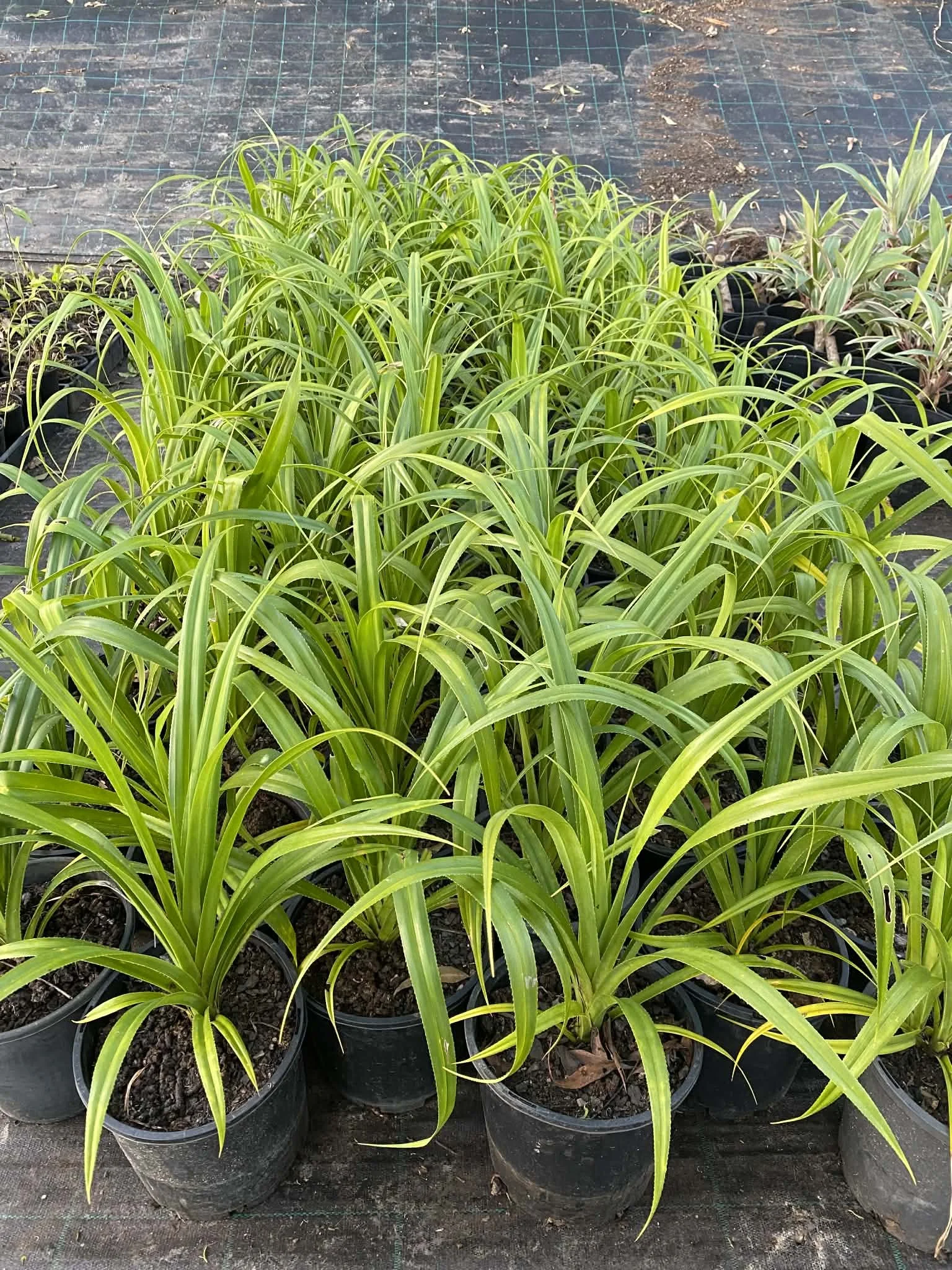 Pandanus pedunculatus.jpg