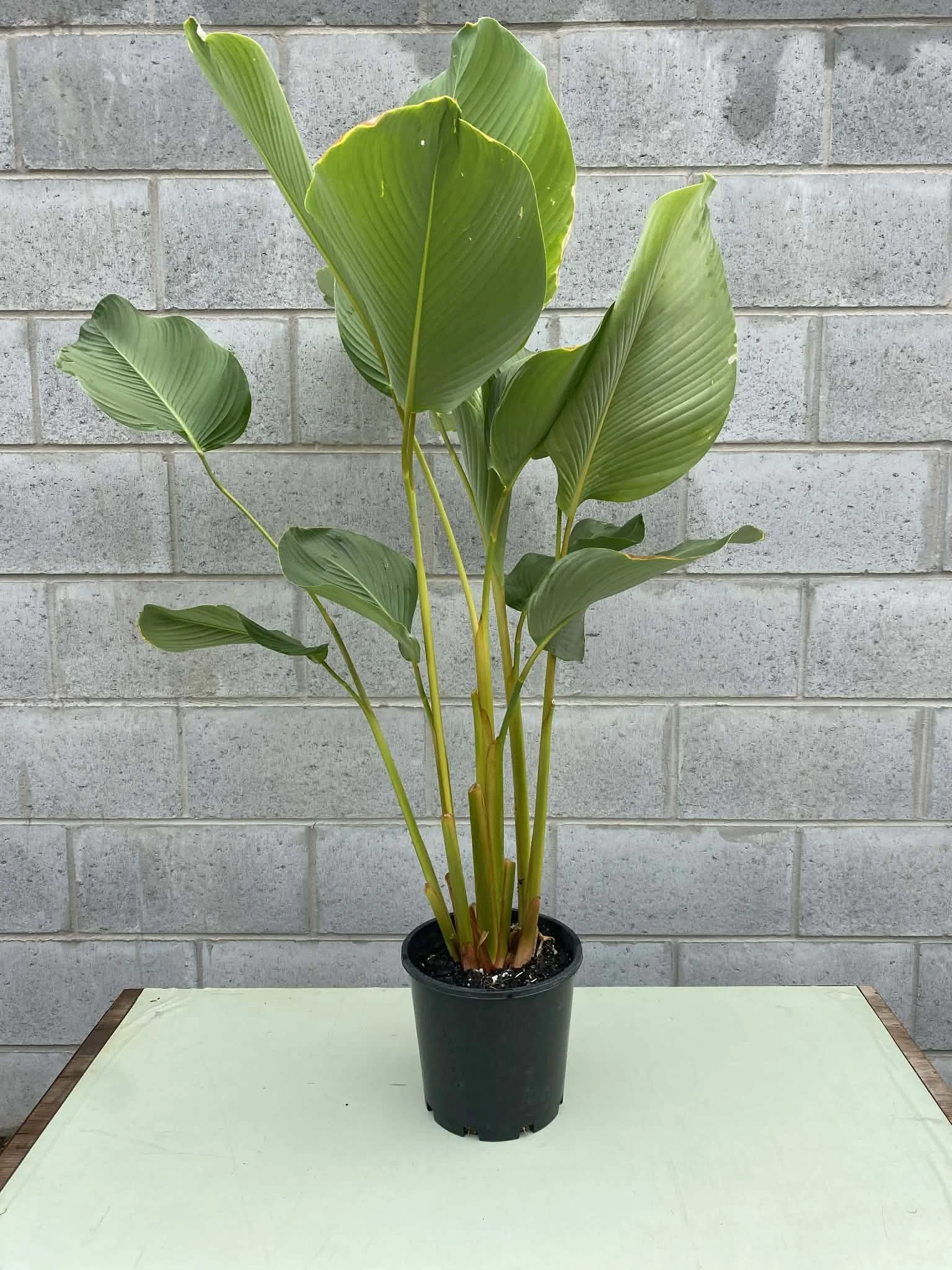 Calathea lutea ‘Cuban Cigar Plant’ 200mm