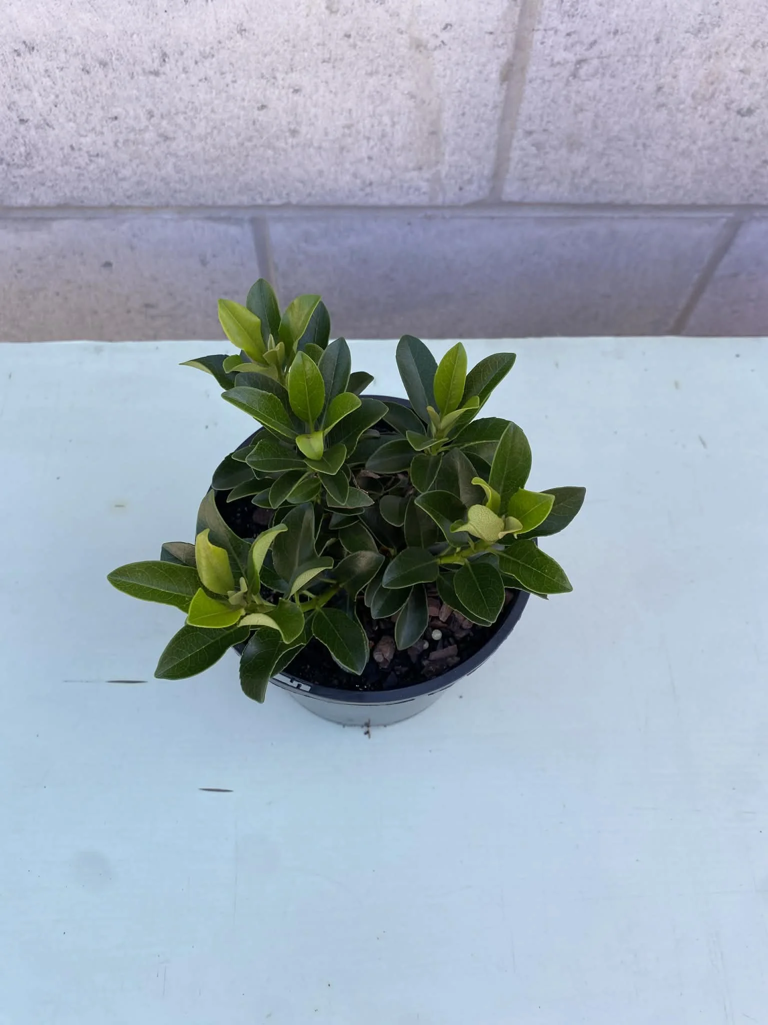 Rhaphiolepis ‘snow maiden’ (1).jpg