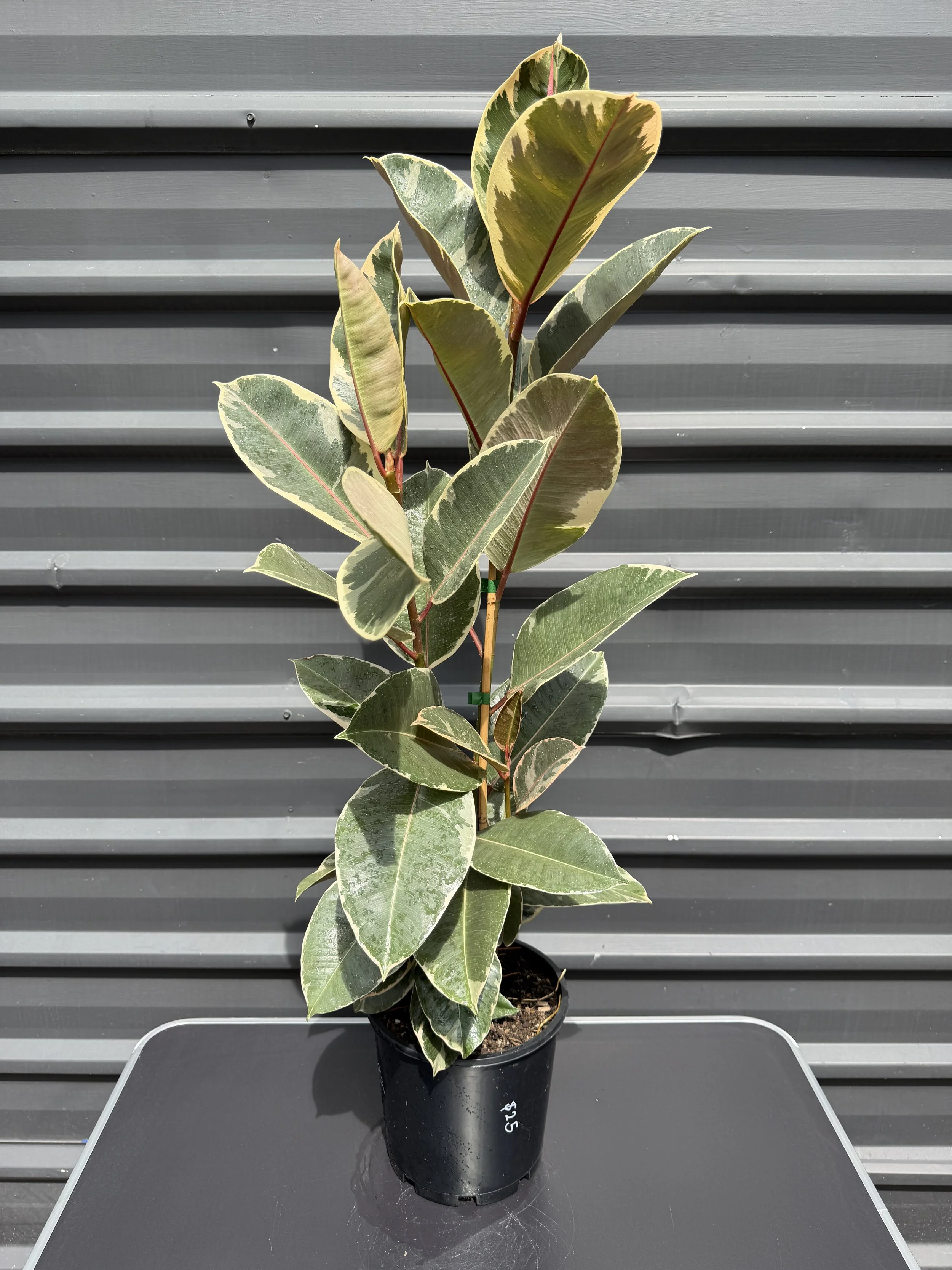 Ficus elastica 'Decora' (Decora Rubber Tree) 200mm — The Plant Depot