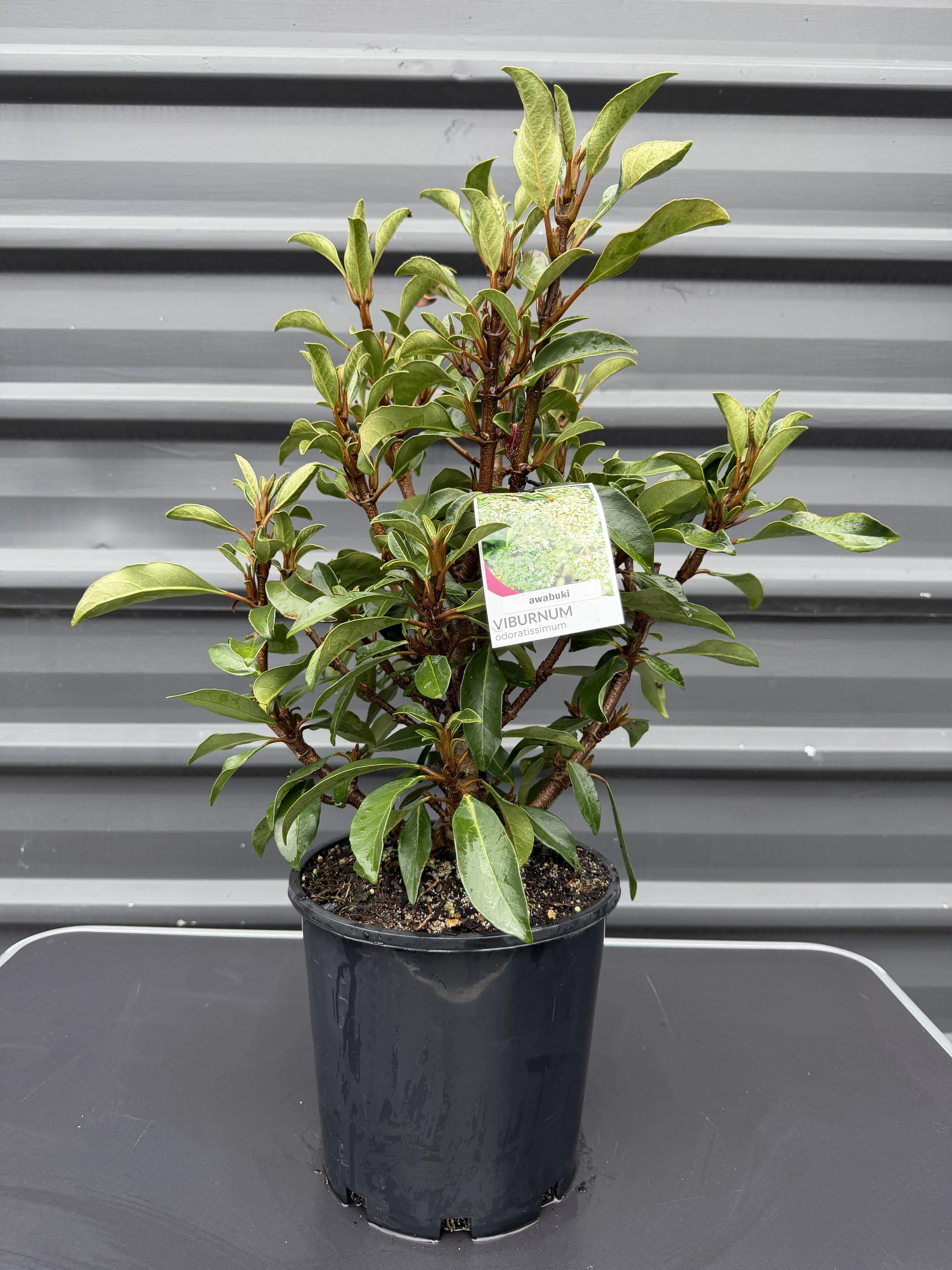 Viburnum 'Awabuki' 200mm