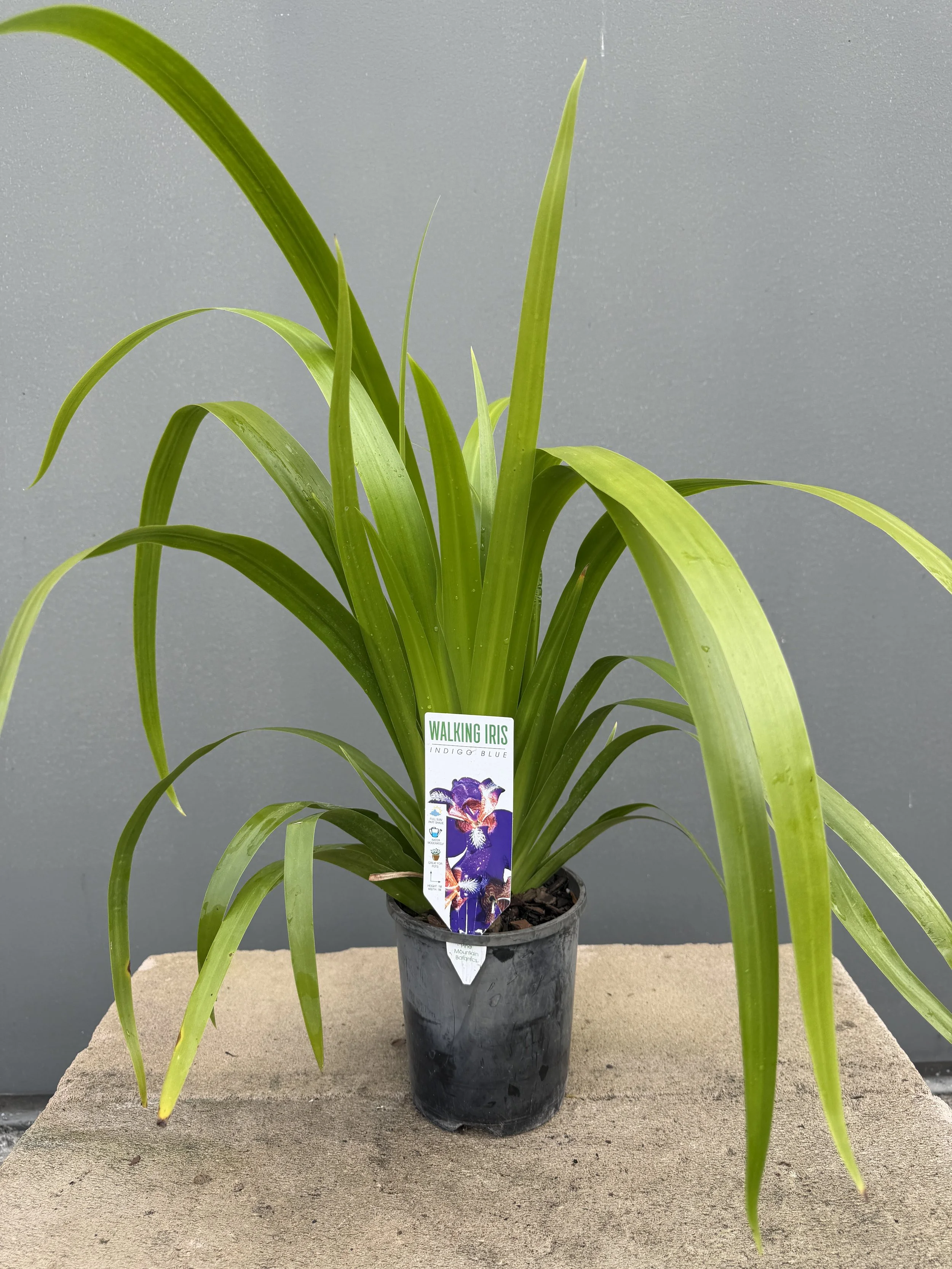 Neomarica caerulea 'Indigo Blue' (Walking Iris) 140mm