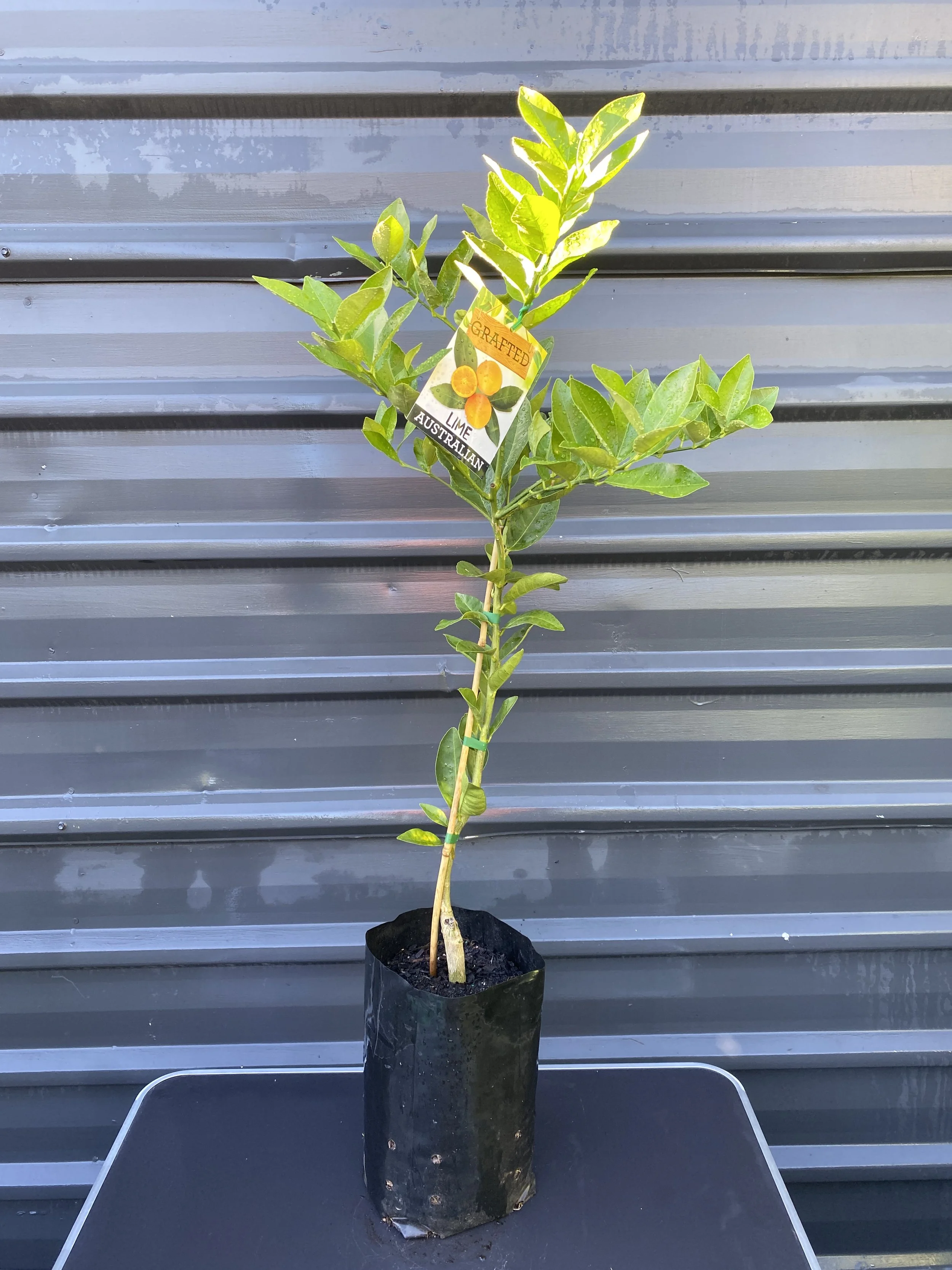 Pomelo – White (Citrus maxima) 10L