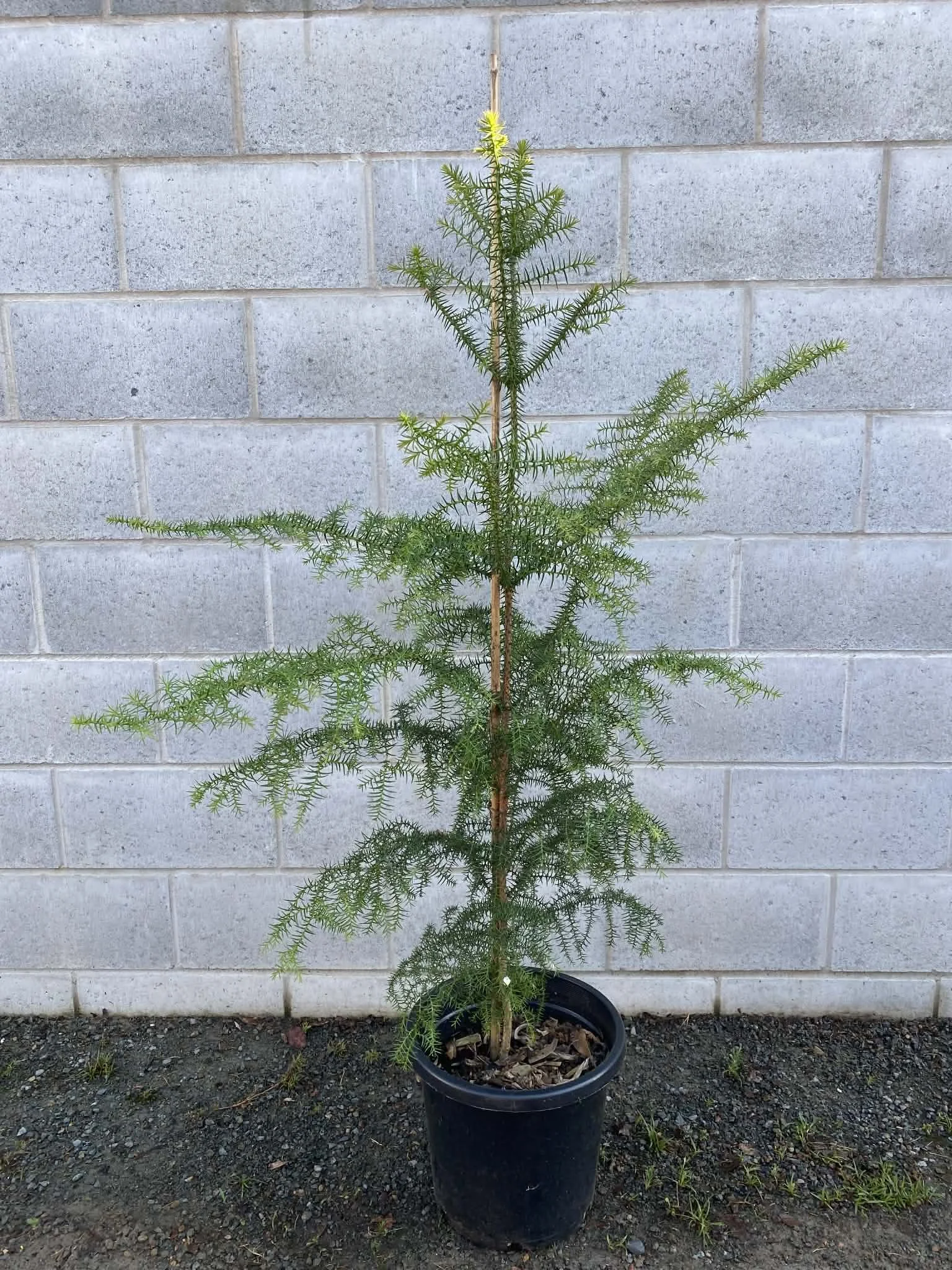 Araucaria cunninghamii (Hoop Pine) 300mm