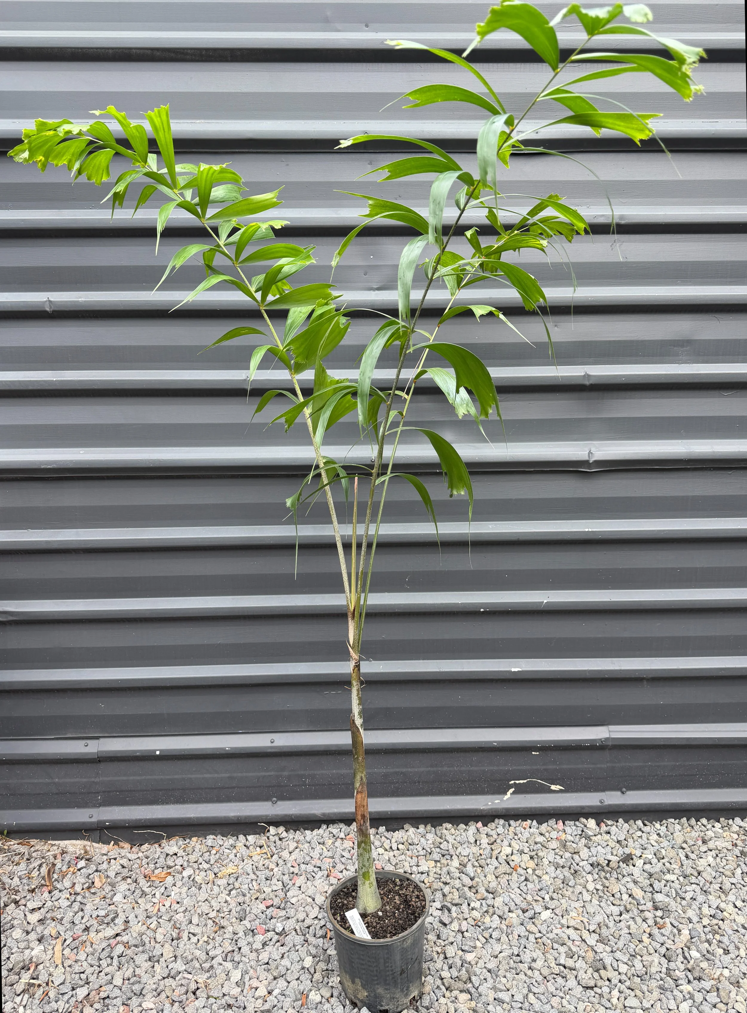 Foxtail Palm 200mm.JPG