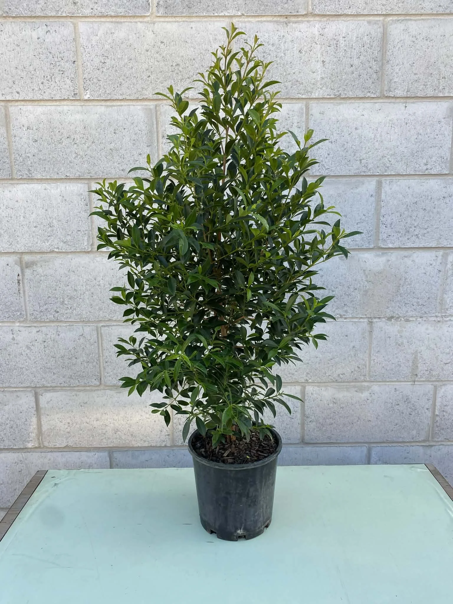 Lilly pilly ‘select’.jpg