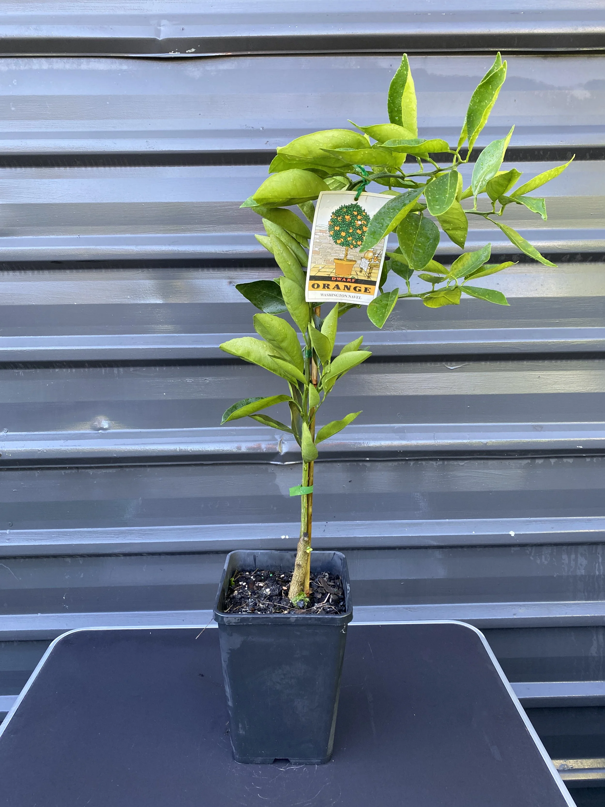 Orange – Dwarf Washington Navel (Citrus sinensis) 10L
