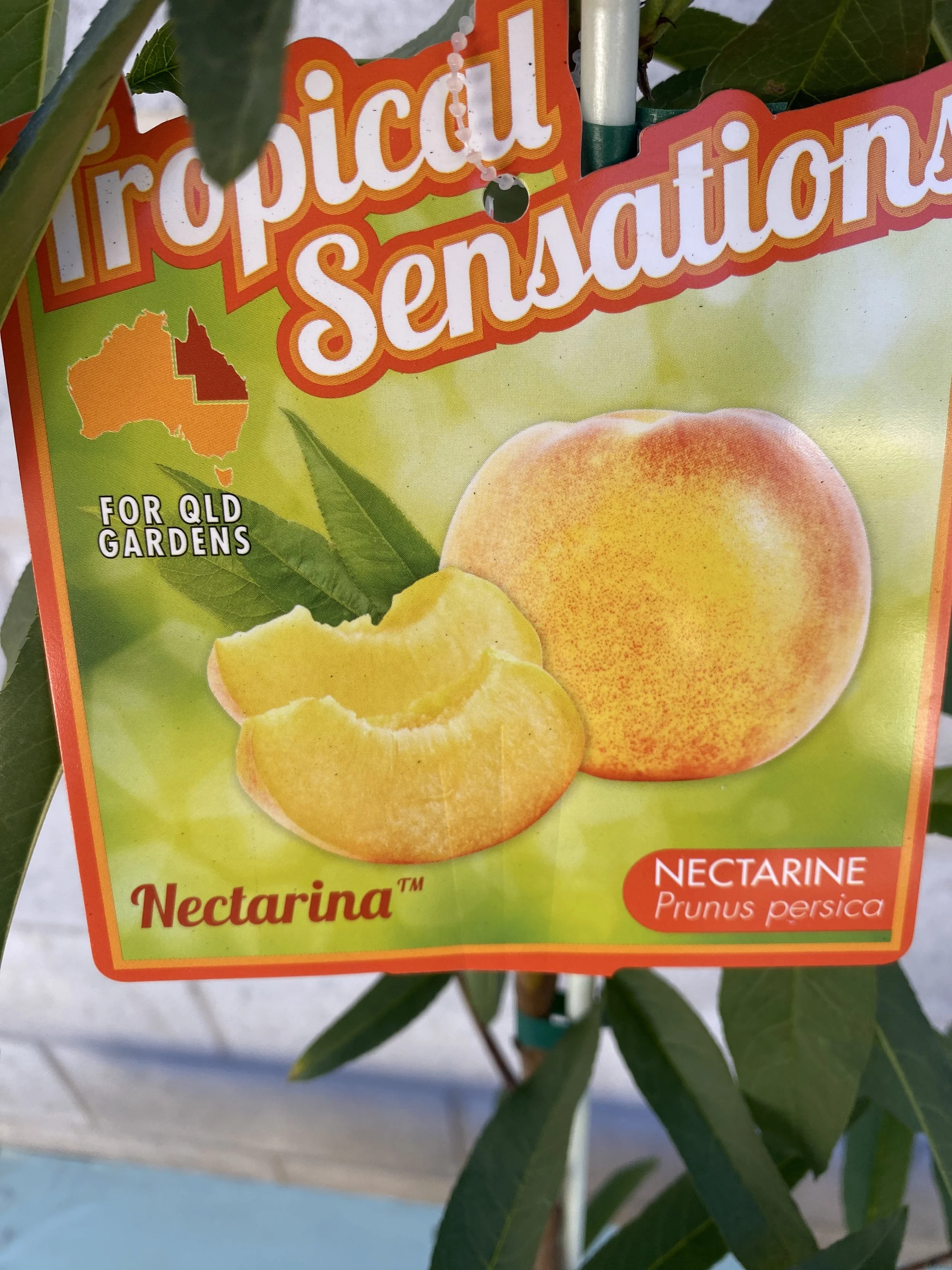 Nectarine - Tropical Sensations 165mm.jpg
