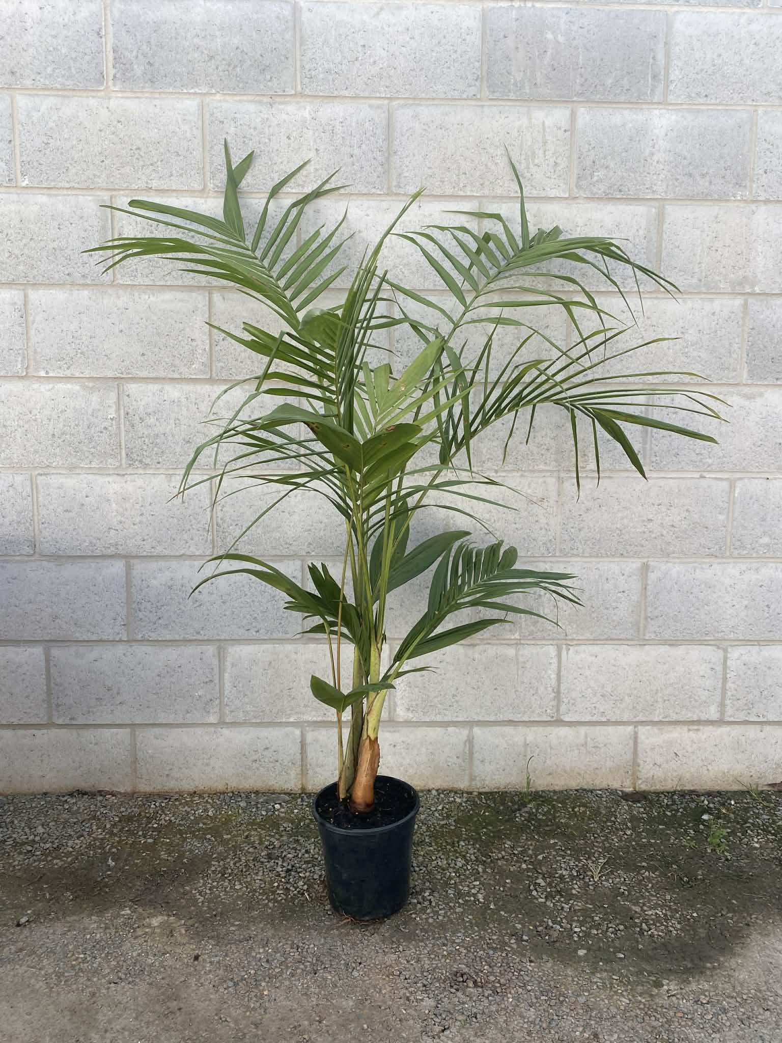 Archontophoenix cunninghamiana (Bangalow Palm) 200mm