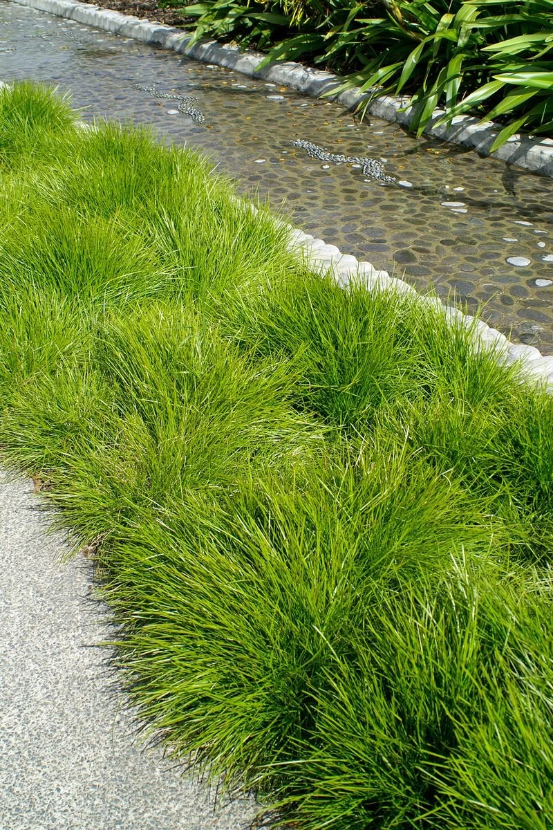 Lomandra 'Little Con'