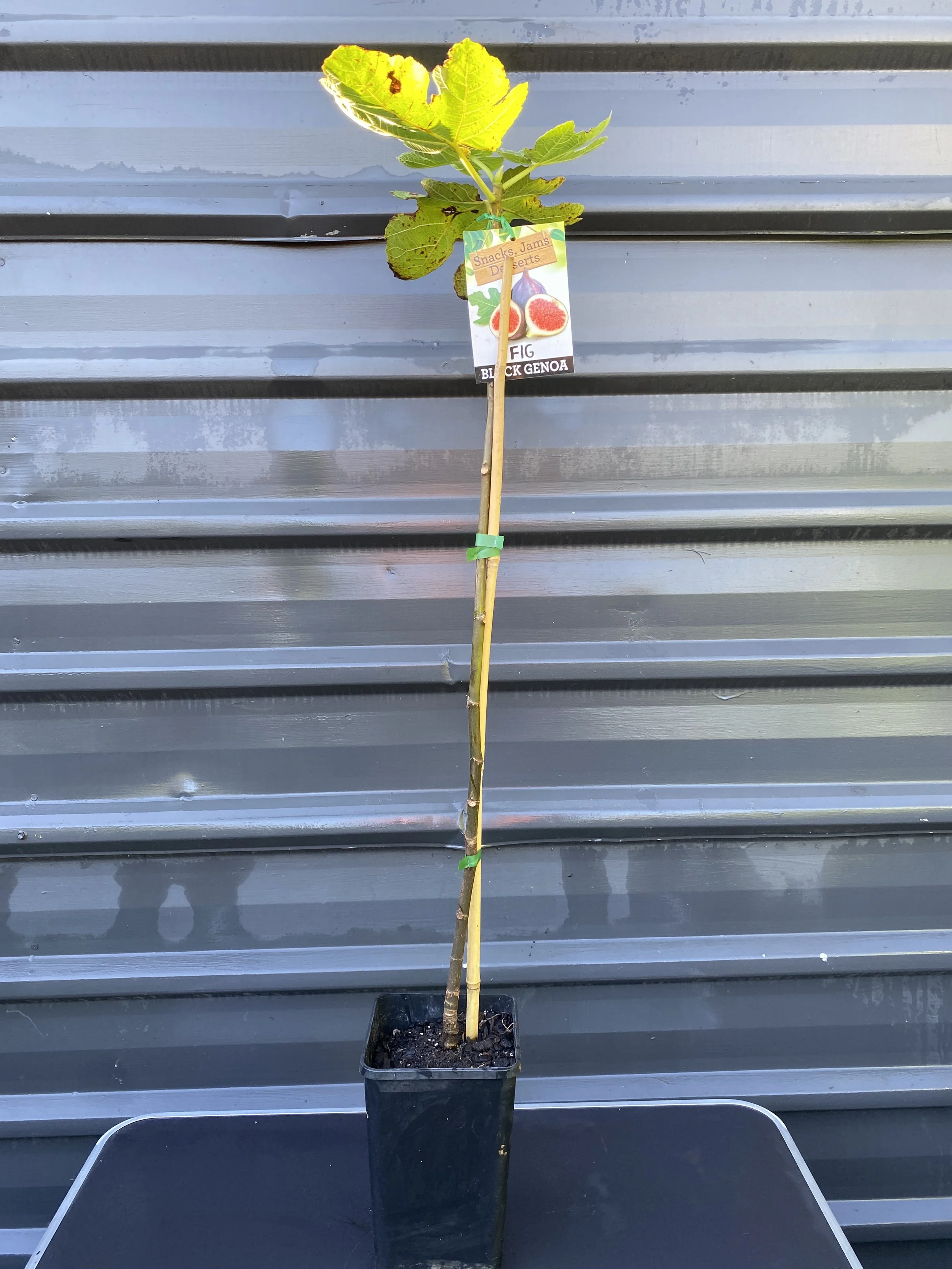 Fig - Black Genoa (Ficus carica) 4L