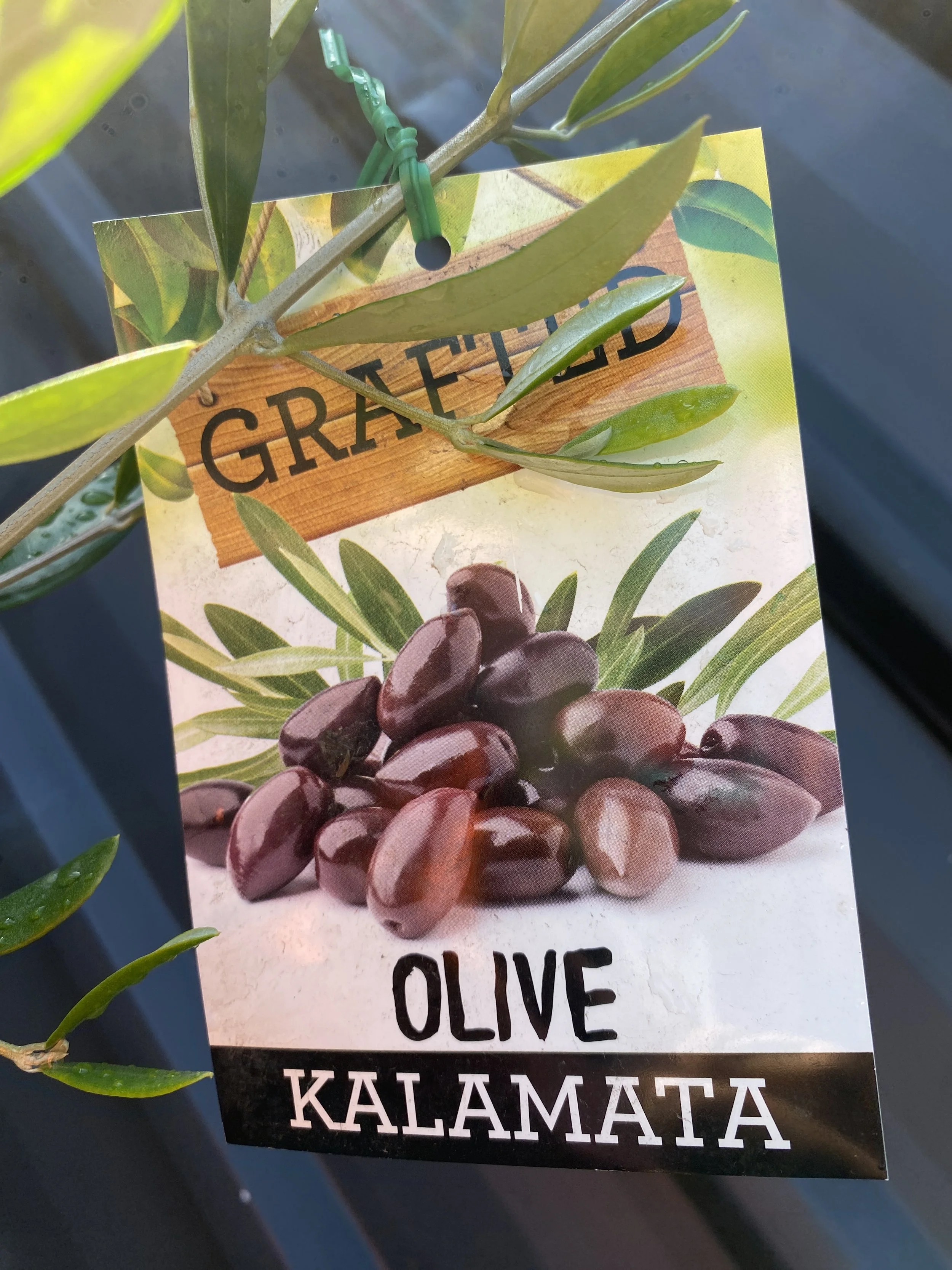 Olive - Kalamata 4L (1).jpg
