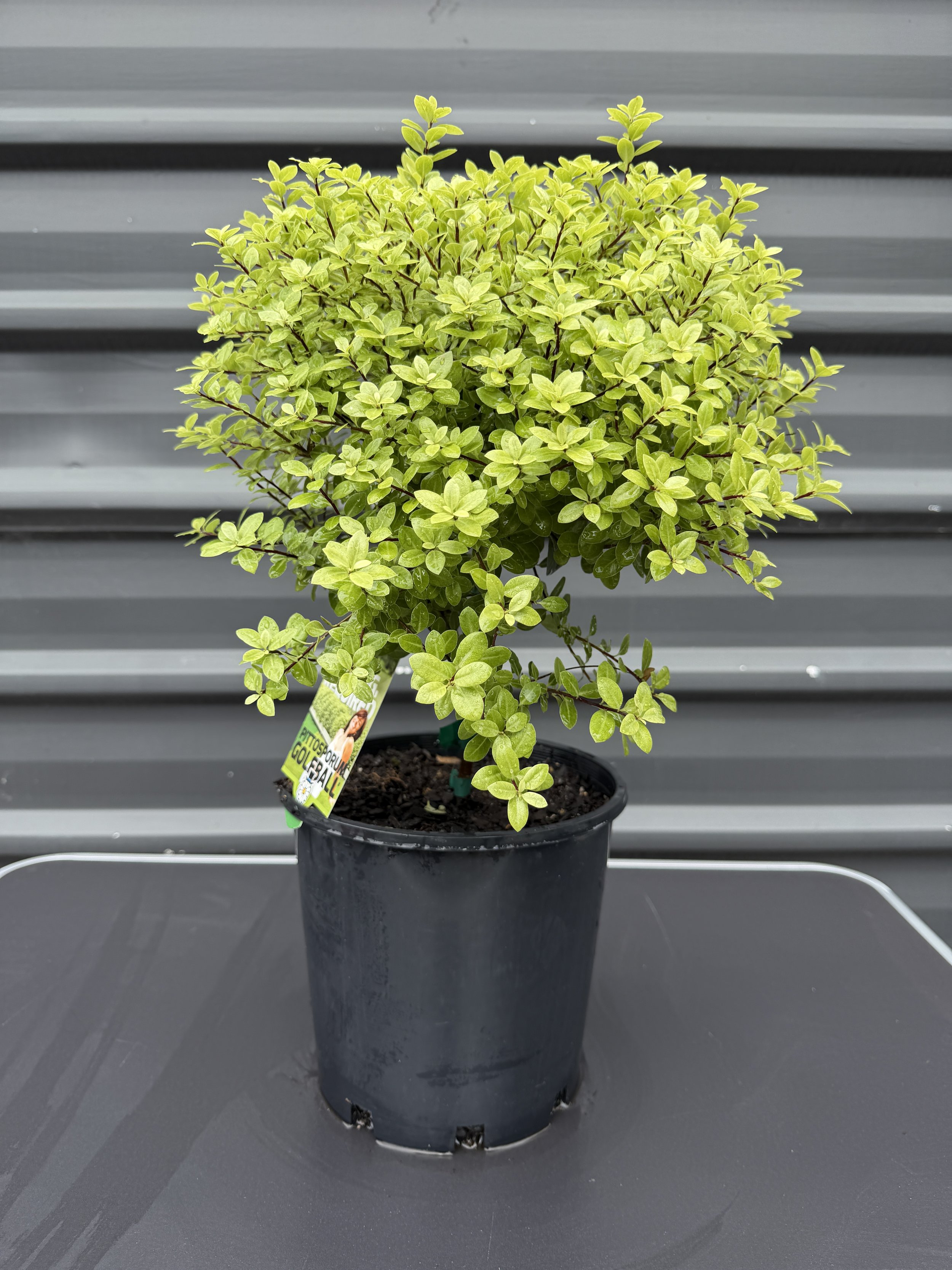 Pittosporum 'Golf Ball' 200mm