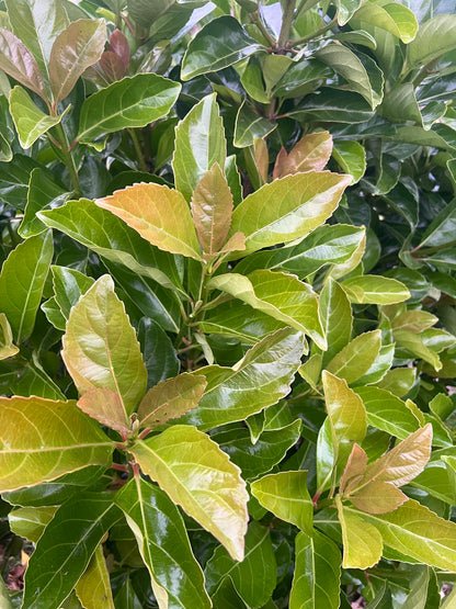 Viburnum 'Emerald lustre'