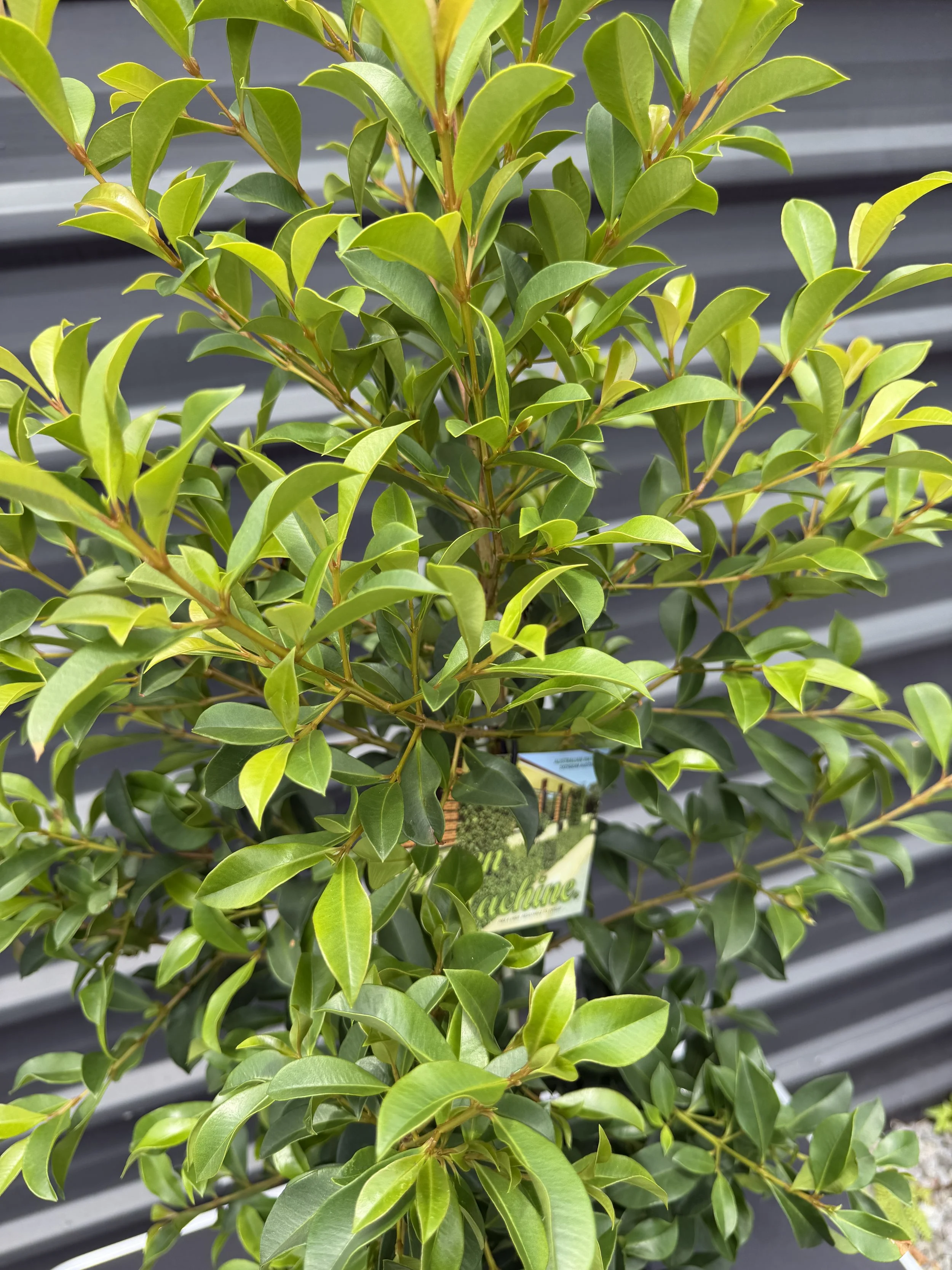 Lilly Pilly 'Green Machine' 200mm (1).JPG