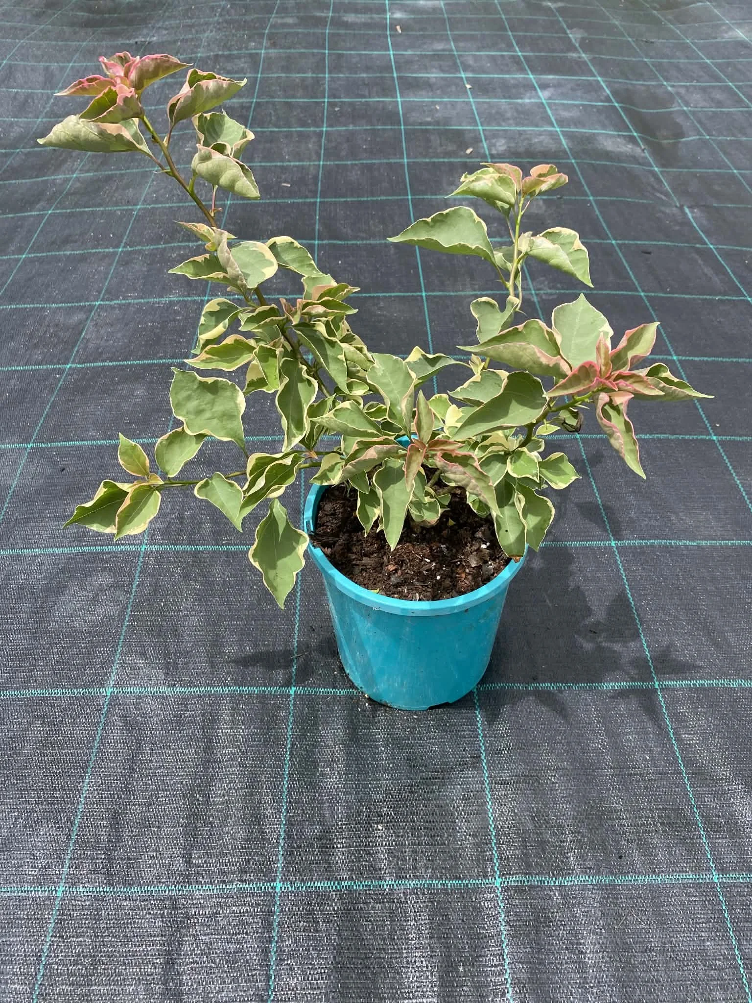 Assorted bougainvillea (2).jpg