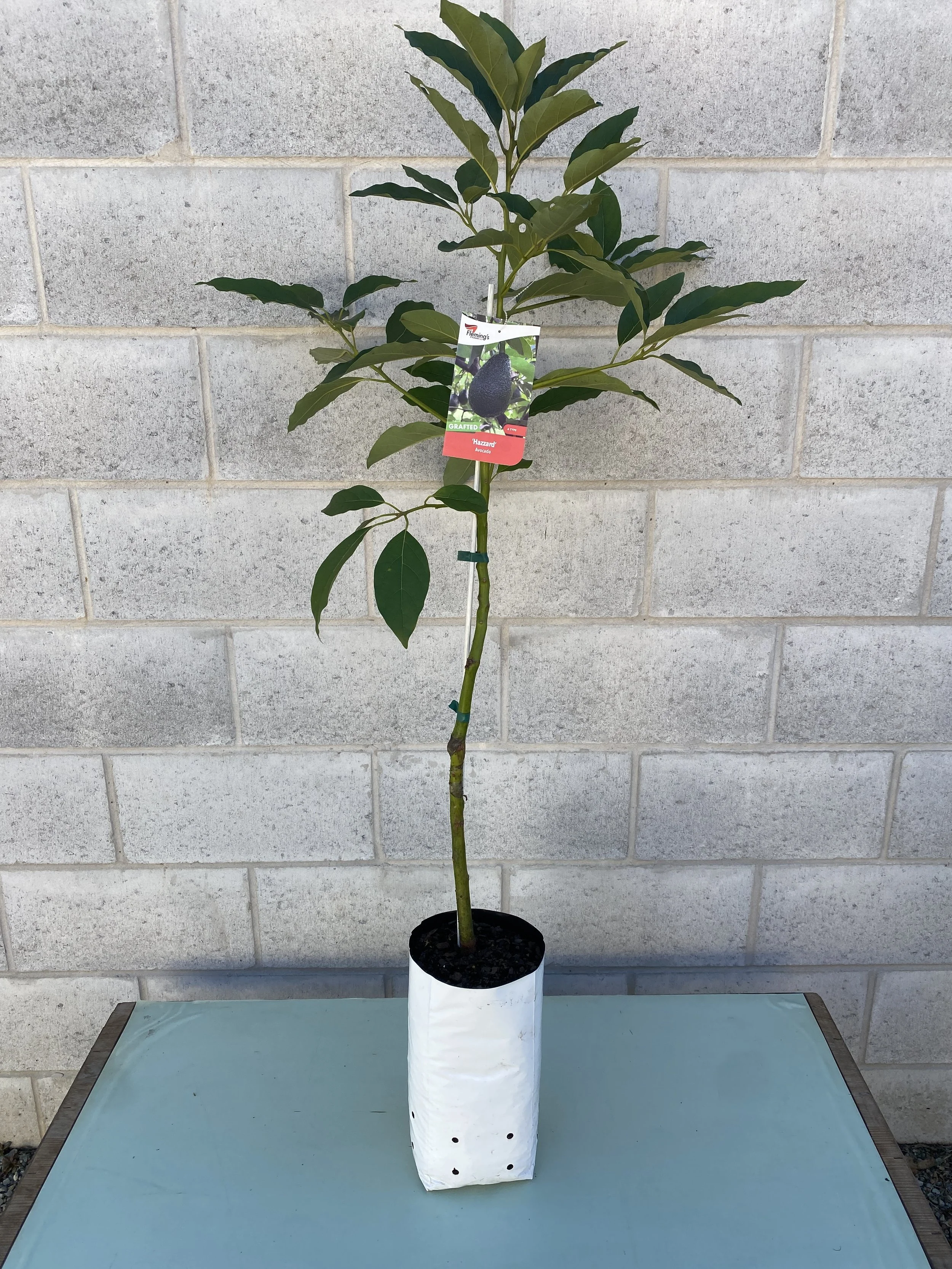 Avocado - Hazzard 5L (1).jpg