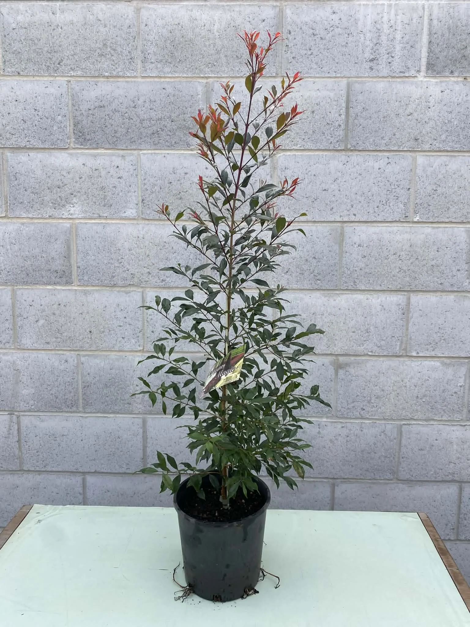 Syzygium ‘Plum Magic’ (Lilly Pilly)