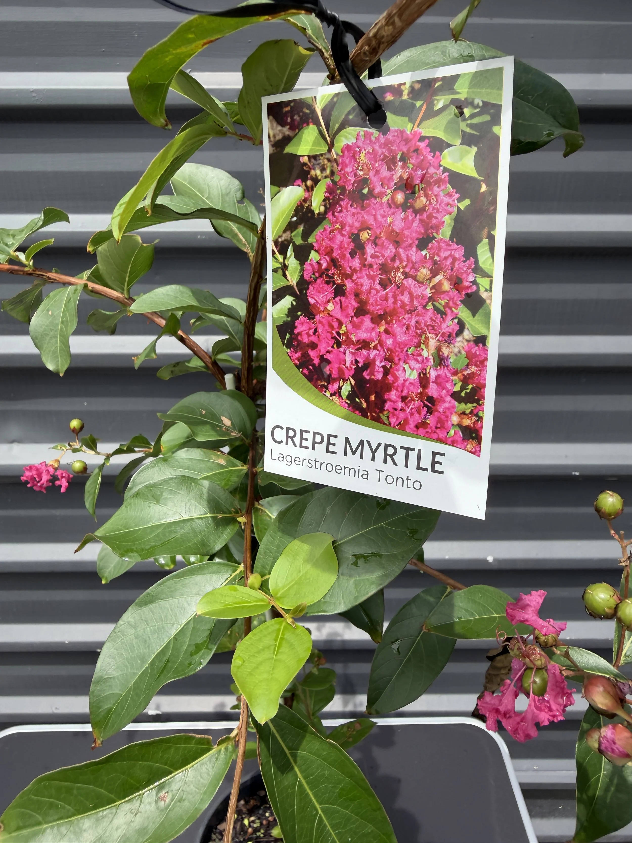 Crepe Myrtle 'Tonto' 200mm (2).JPG