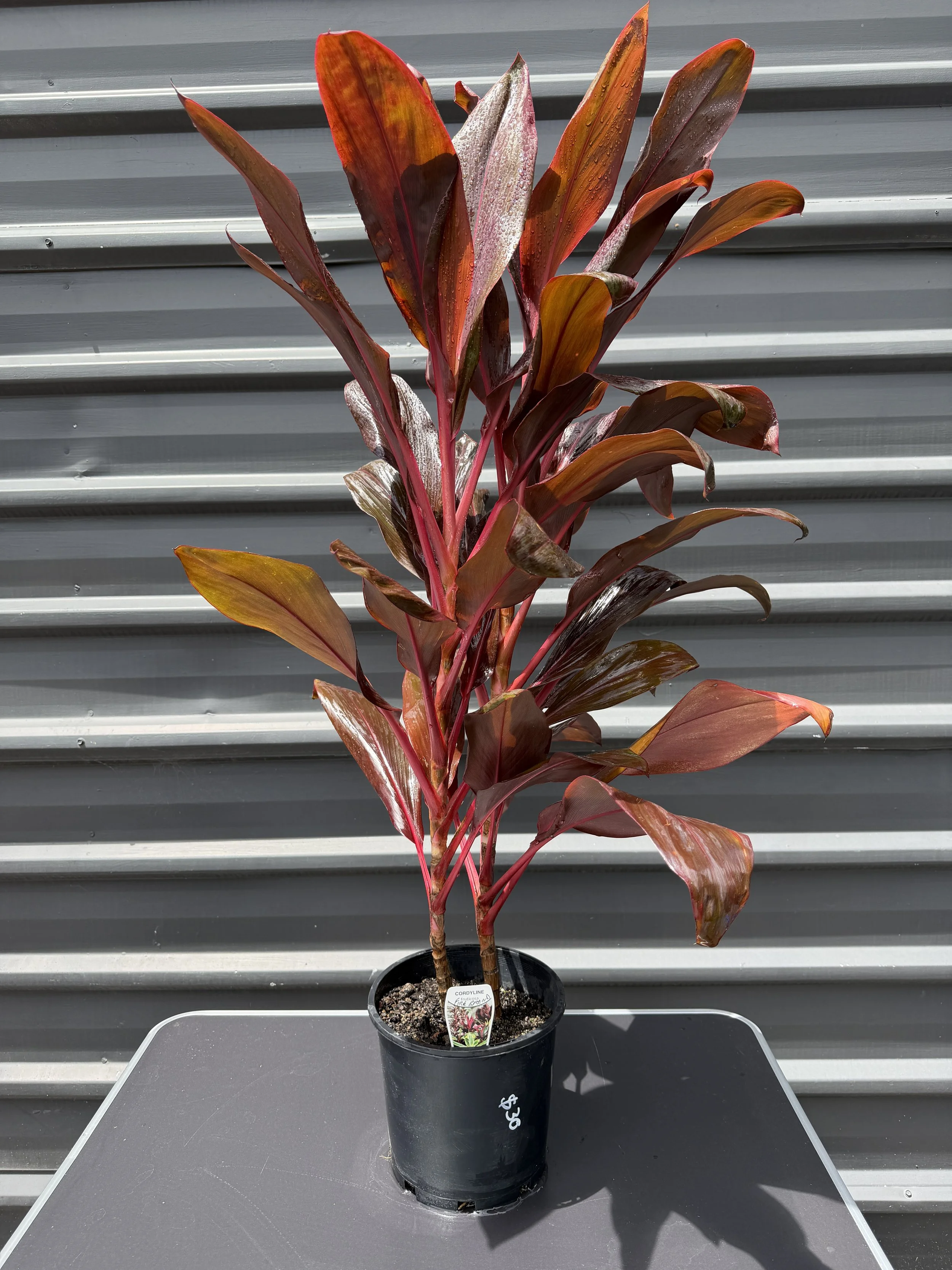 Cordyline 'Fire Brand' 200mm