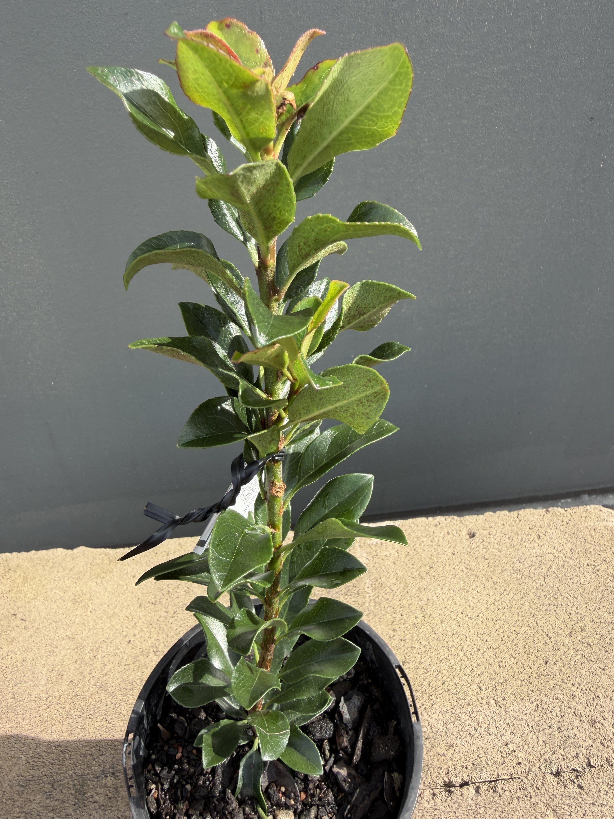Raphiolepsis 'Snow Maiden' 140mm.JPG