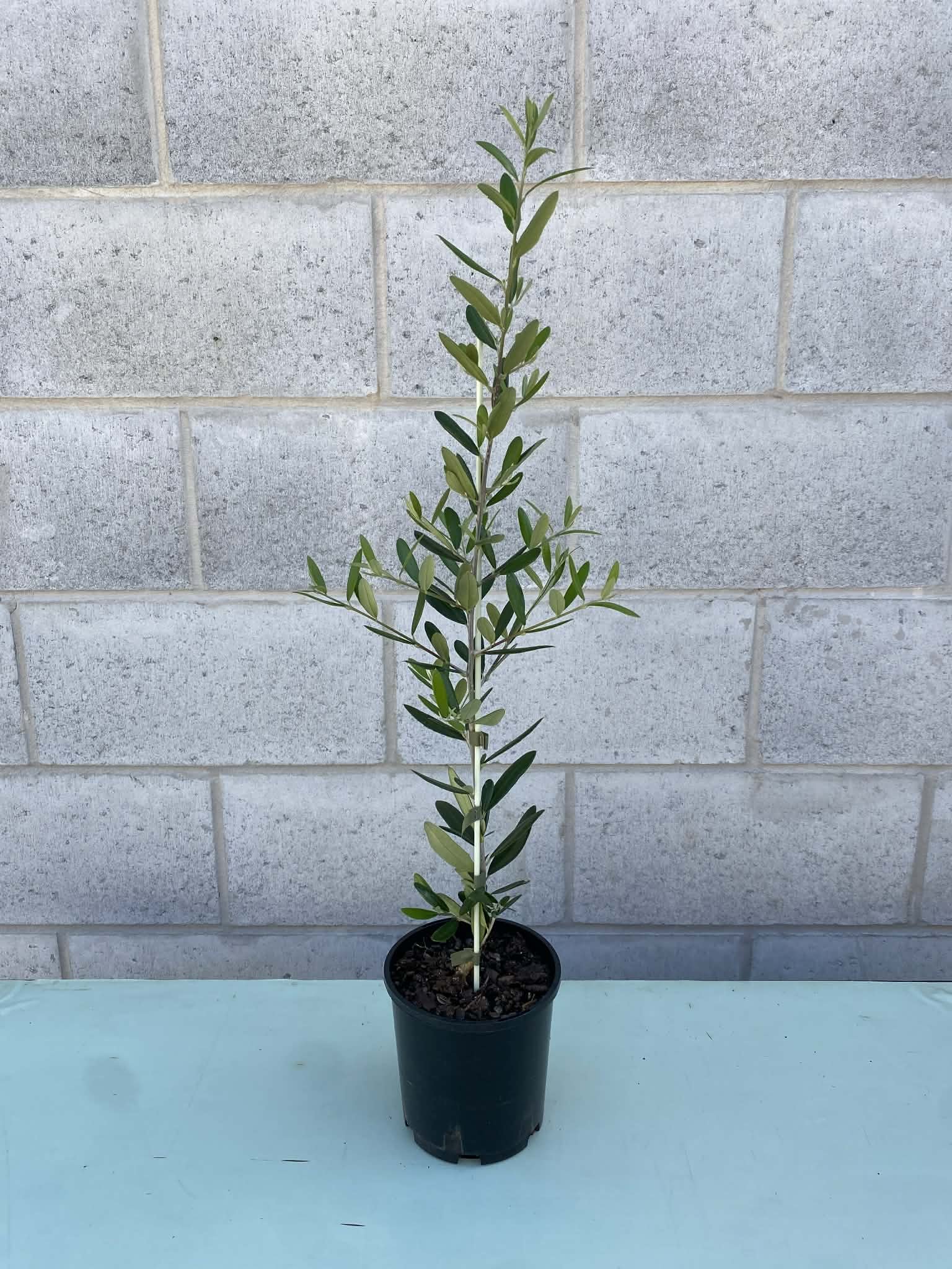 Olive tree ‘frantoio’.jpg