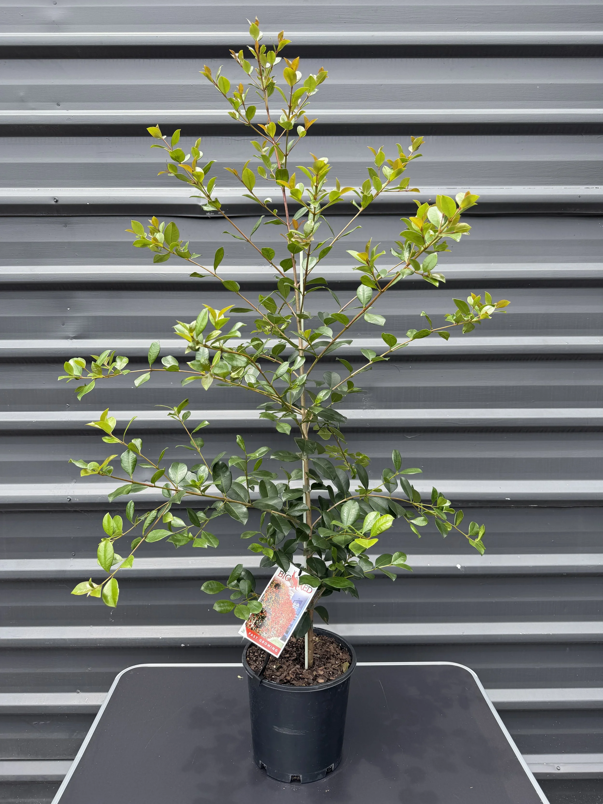 Syzygium ‘Big Red’ (Lilly Pilly) 200mm