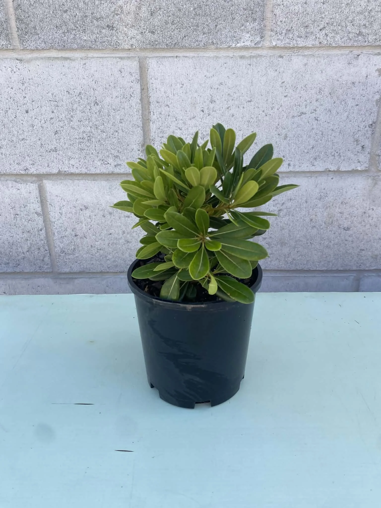 Pittosporum miss muffet (2).jpg