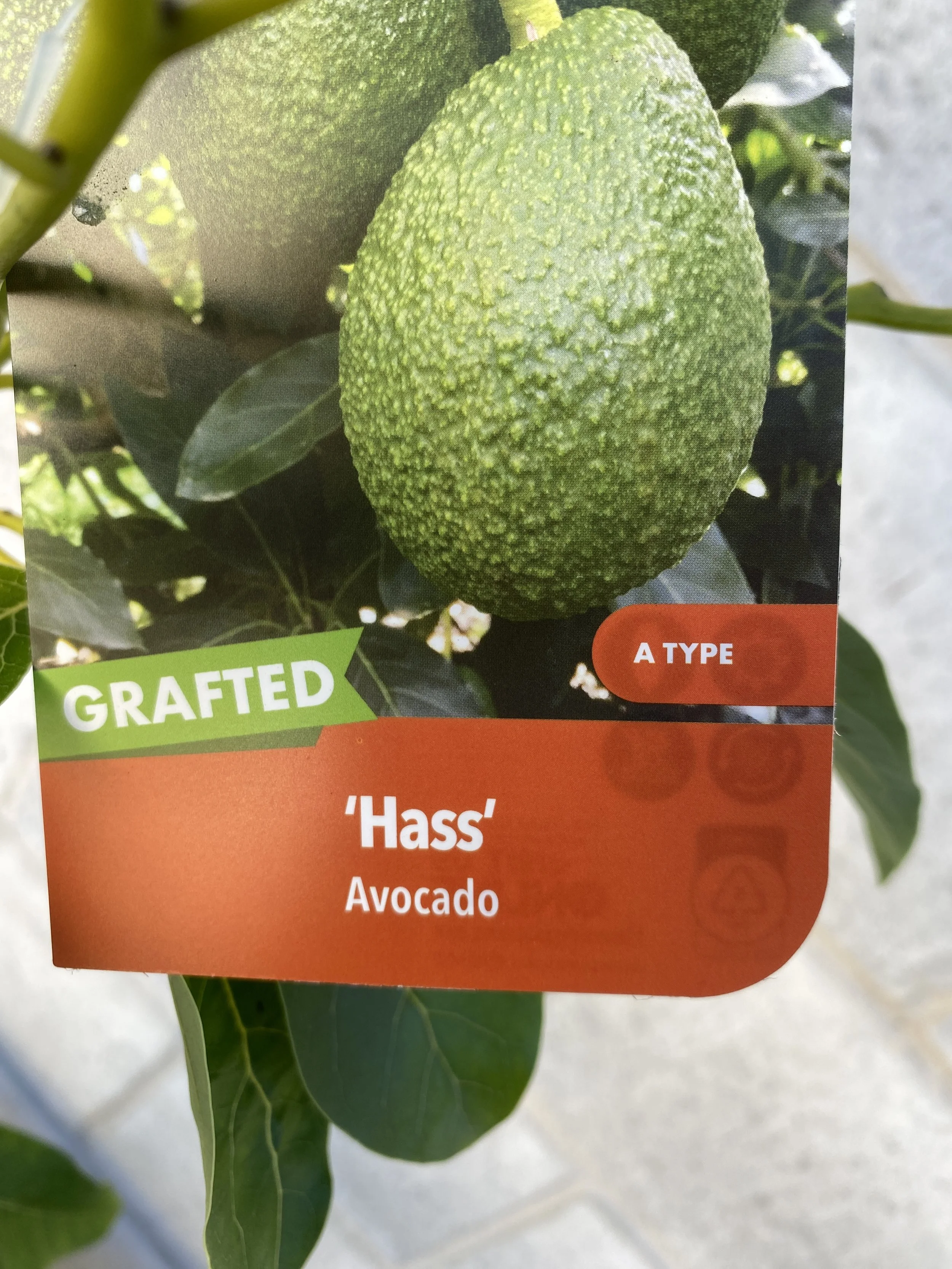 Avocado 'Hass' 5L (1).jpg