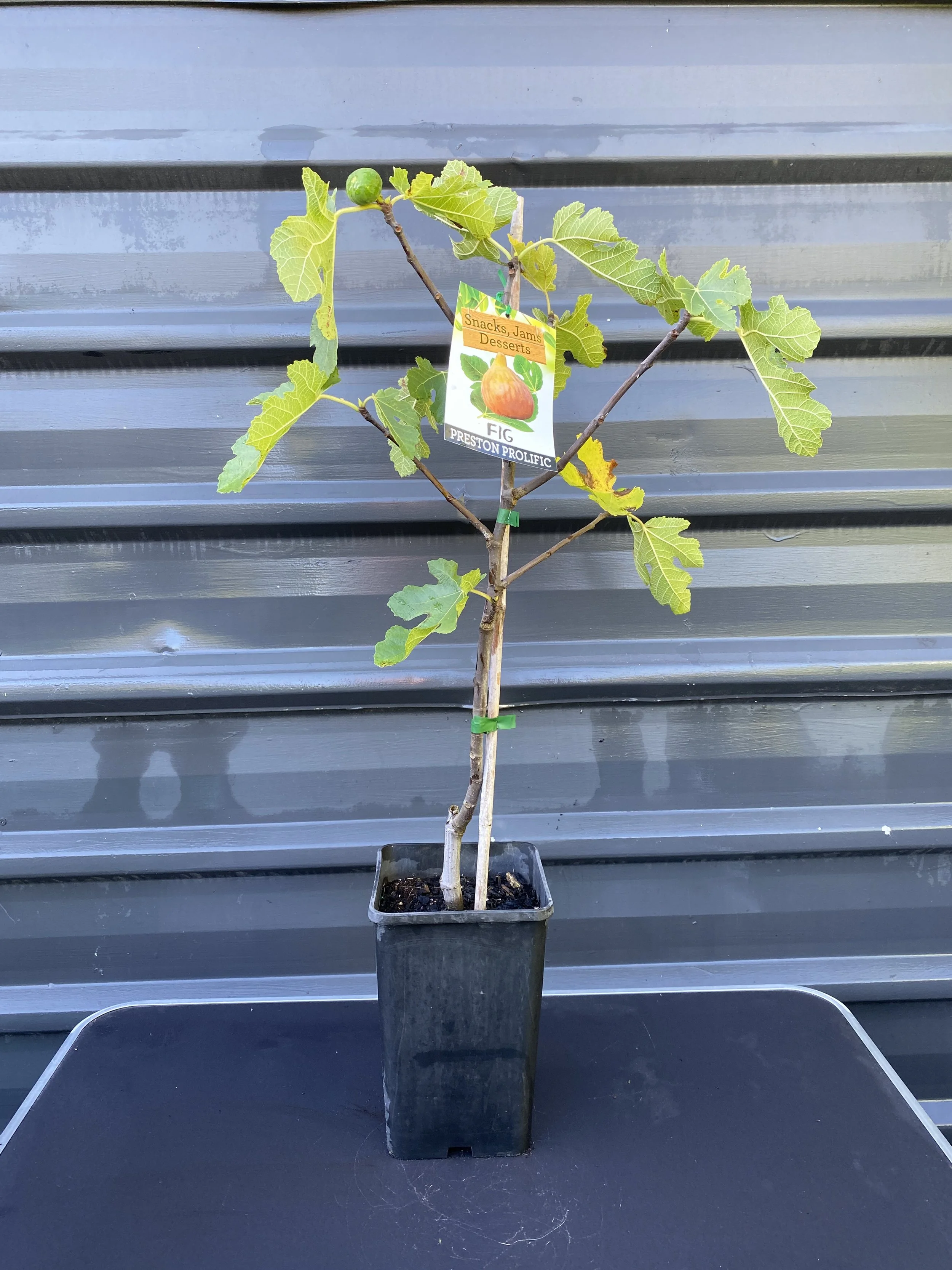 Fig – Preston Prolific (Ficus carica) 10L