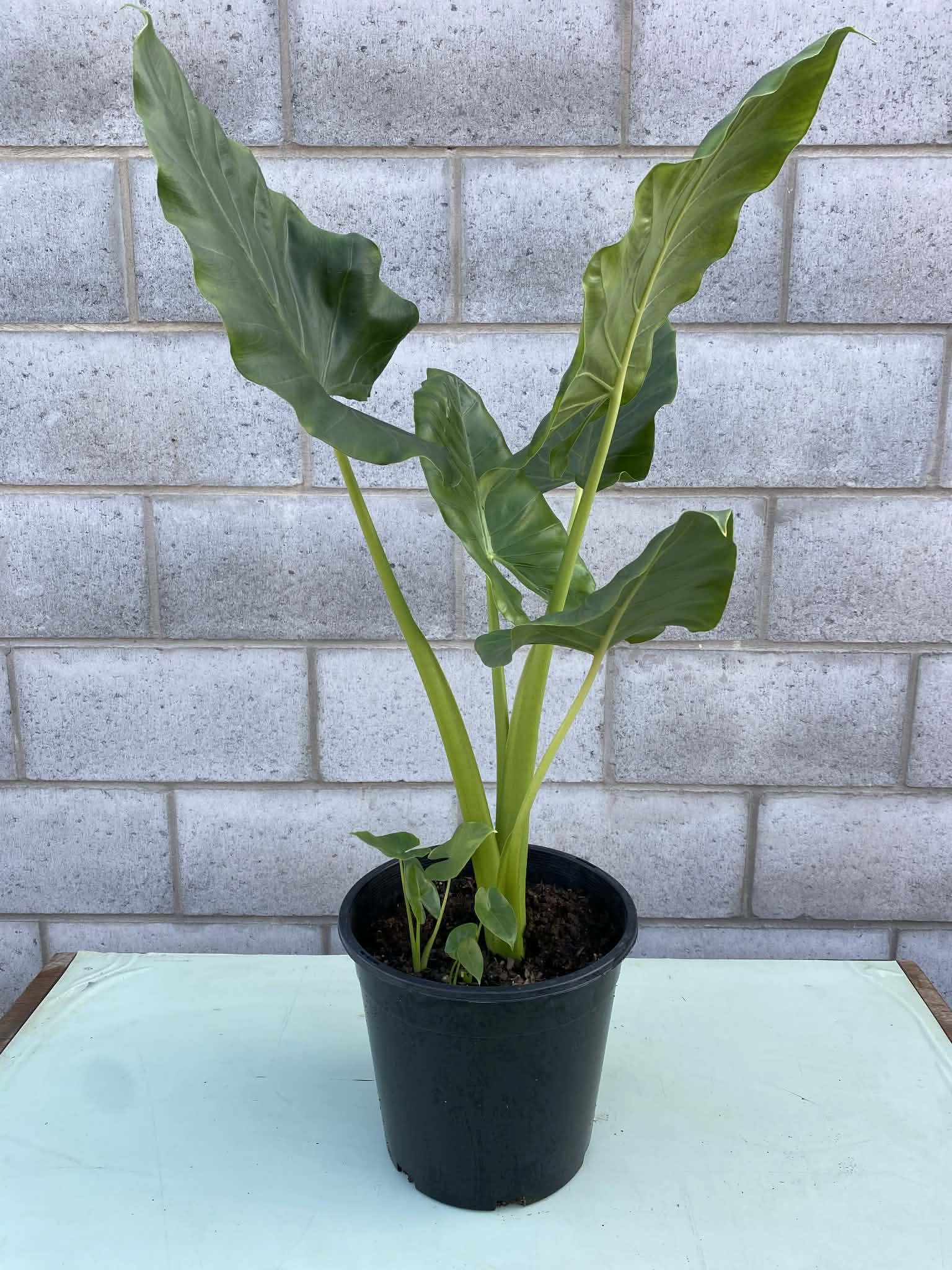 Alocasia macrorrhiza (Giant Taro / Native Elephant Ear) 250mm