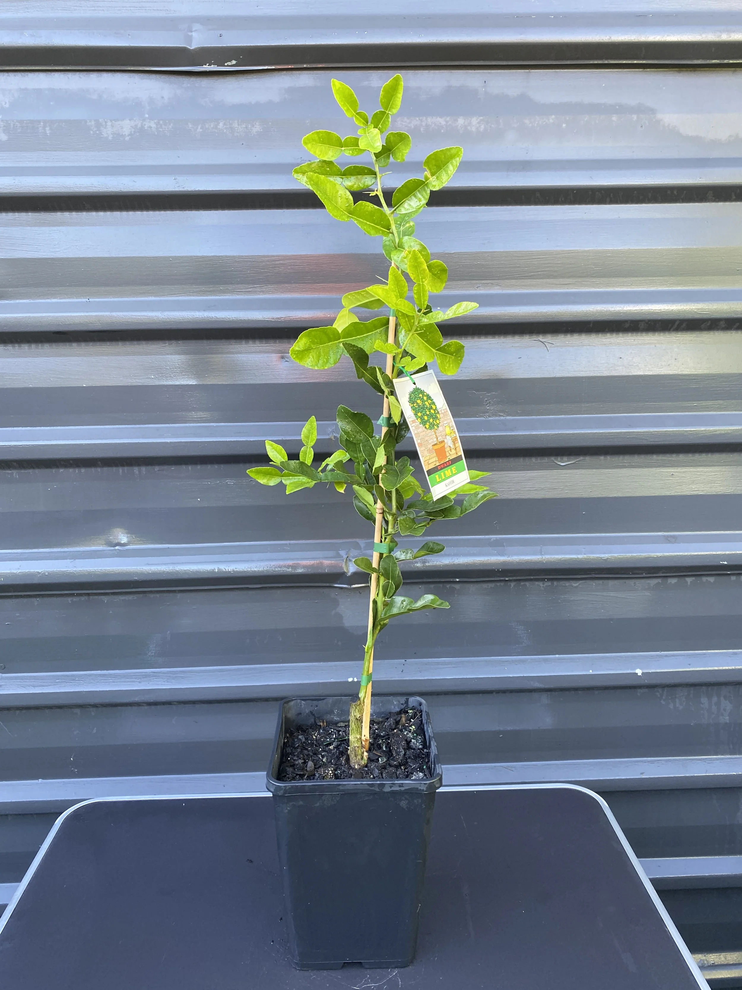 Kaffir Lime (Citrus hystrix) 10L