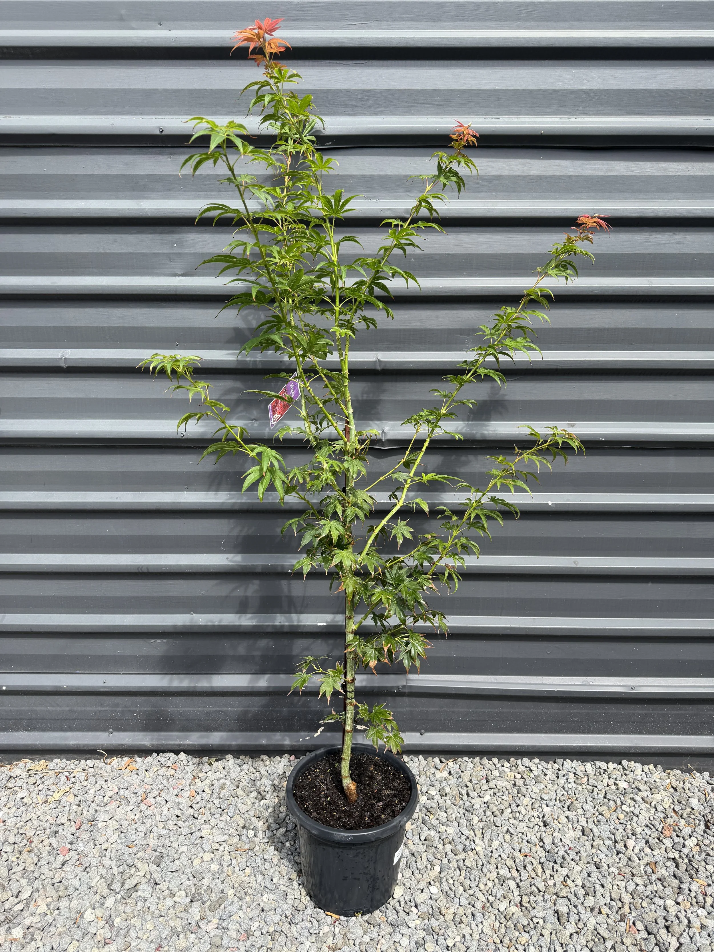 Acer Palmatum ‘Osakazuki’ 300mm