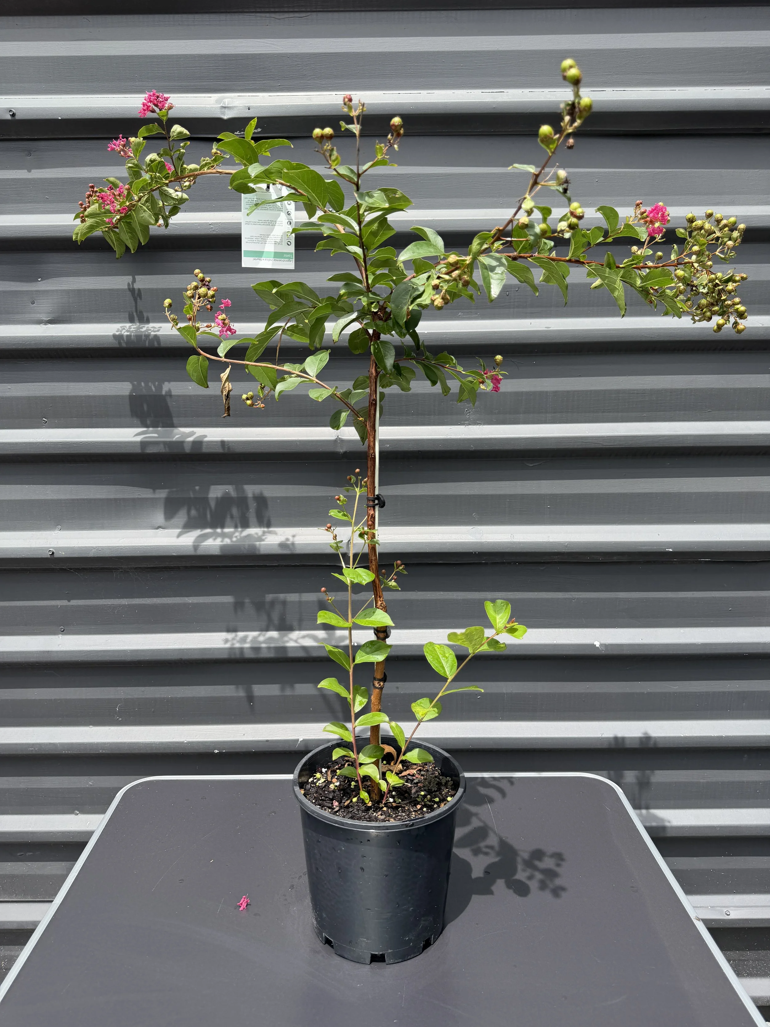 Crepe Myrtle 'Tonto' 200mm.JPG