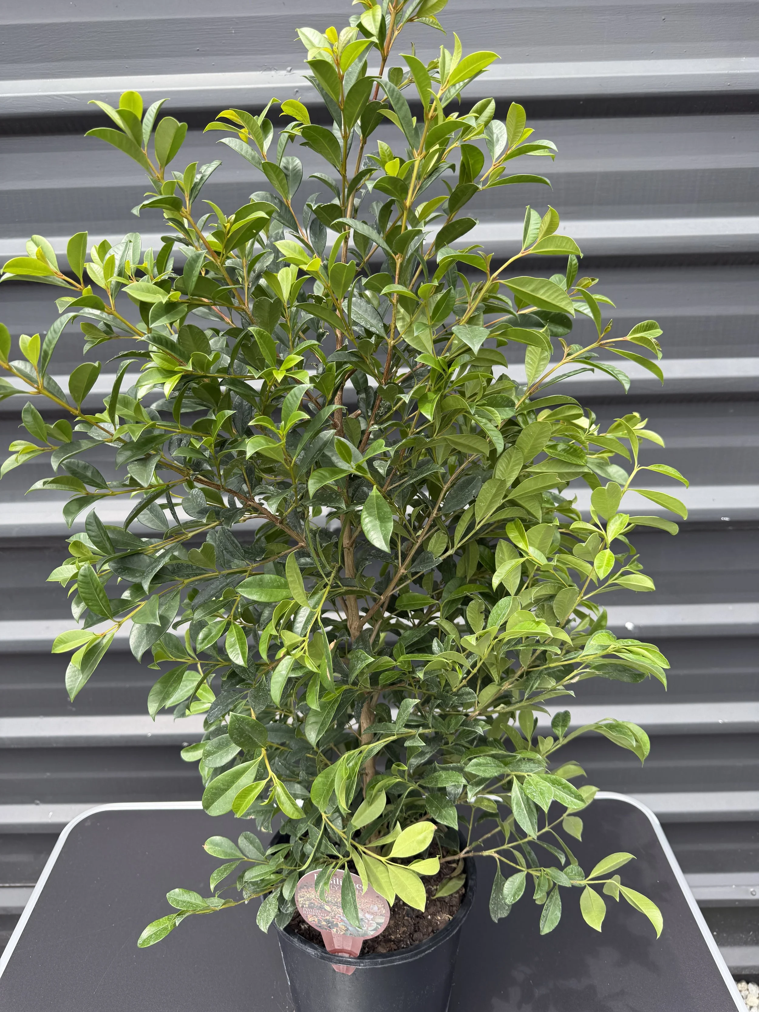 Lilly Pilly 'Resilience' 200mm (2).JPG