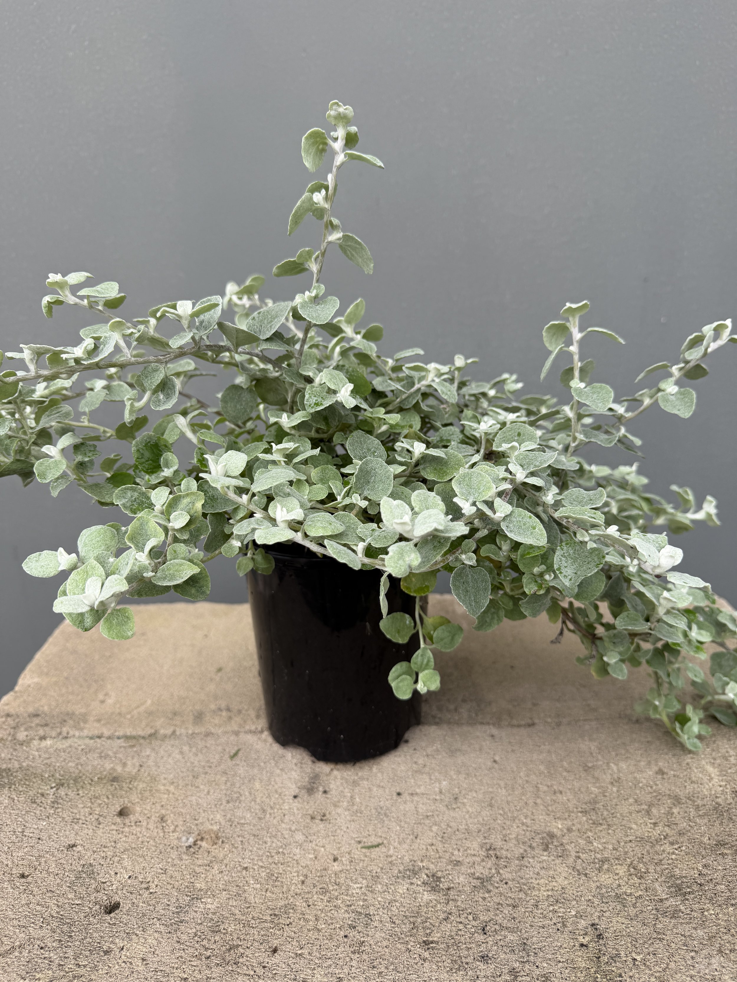 Licorice Plant 200mm.JPG