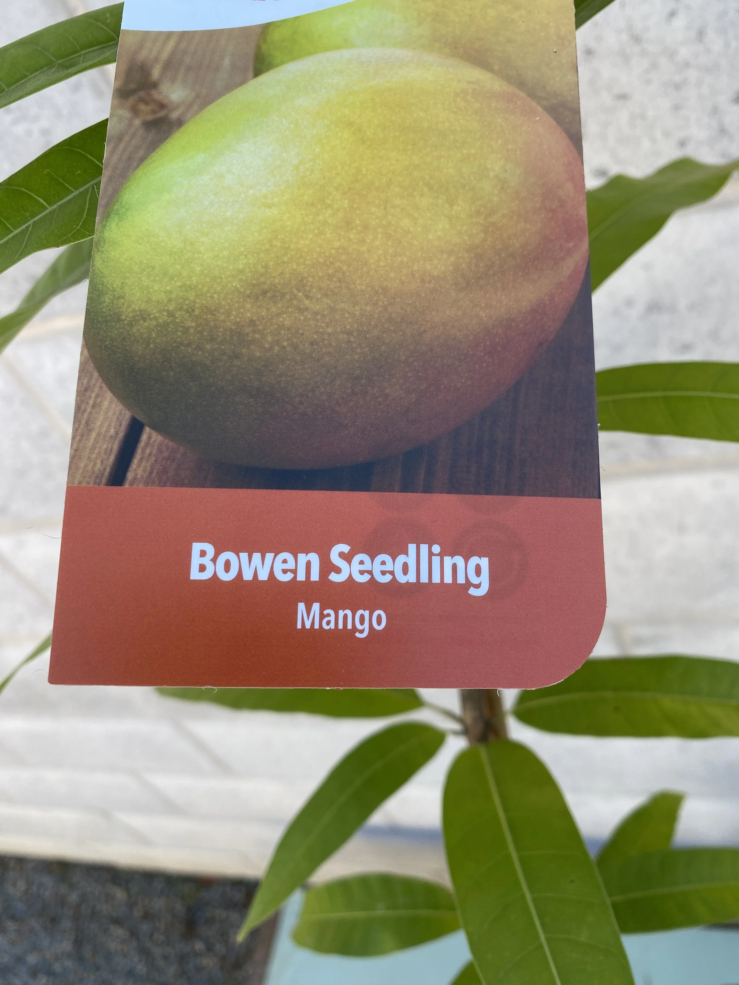 Mango - Bowen Seedling 5L.jpg