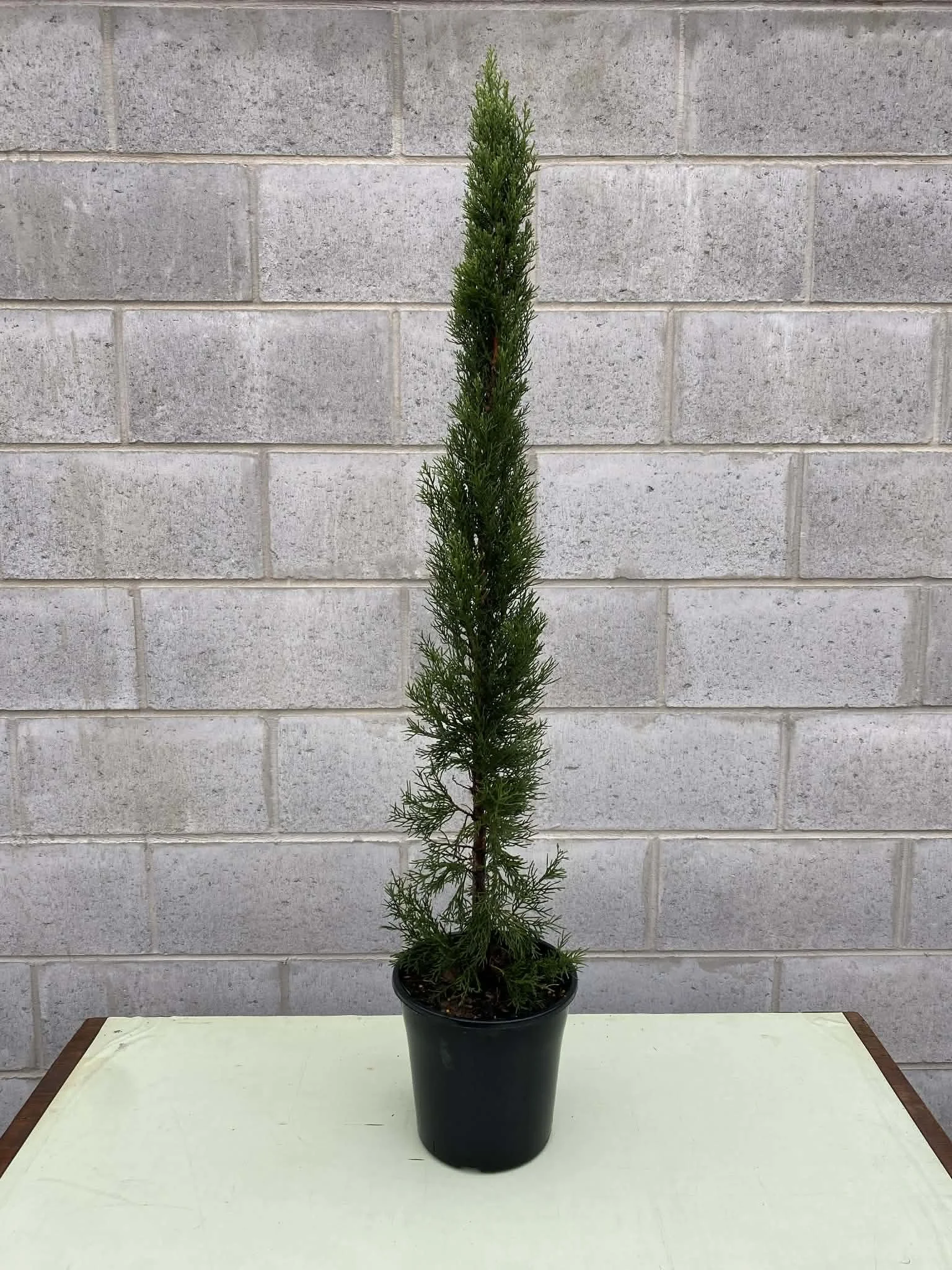Cupressus sempervirens (Pencil Pine) 200mm