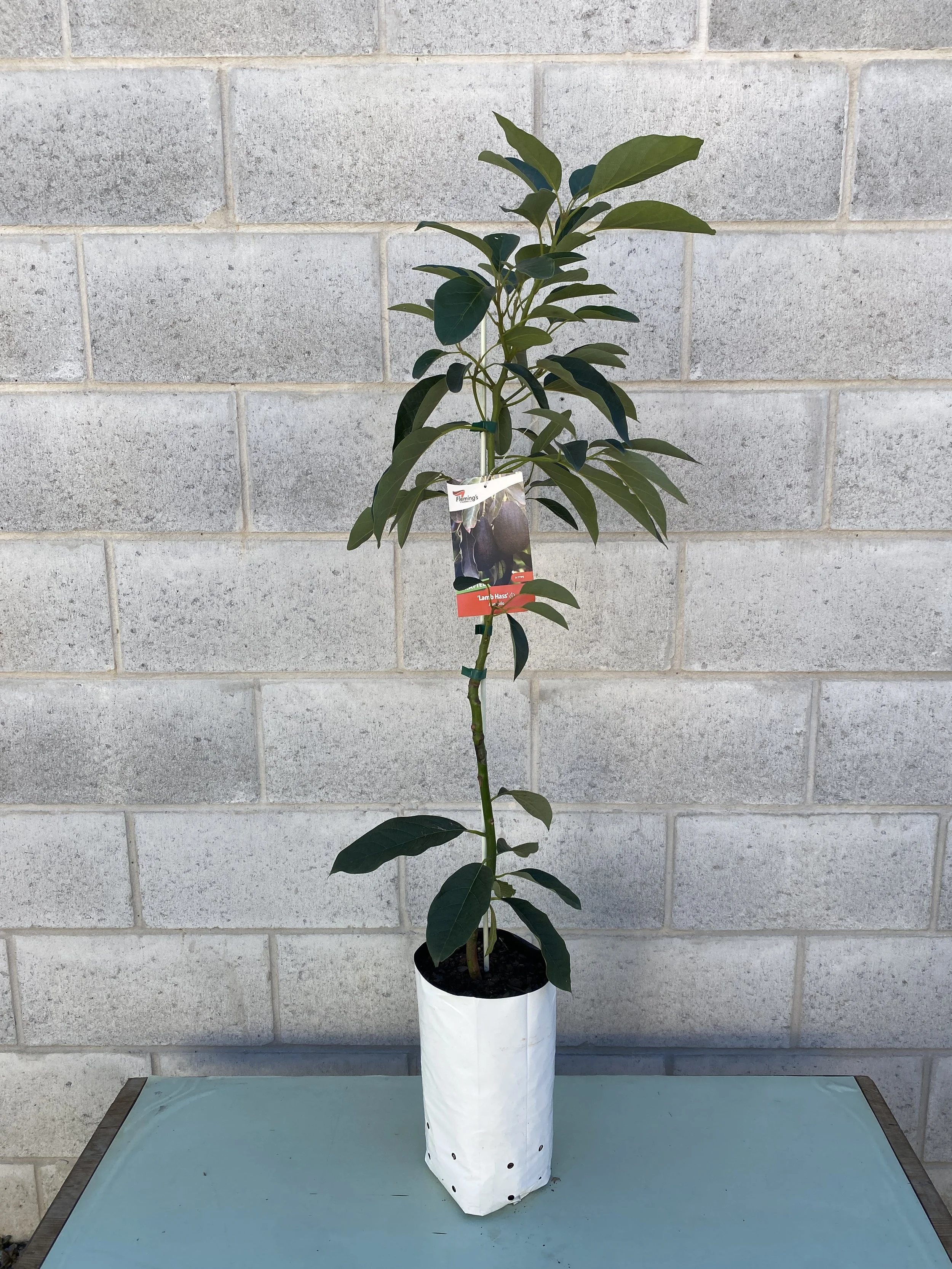 Avocado – Lamb Hass (Persea americana) 5L