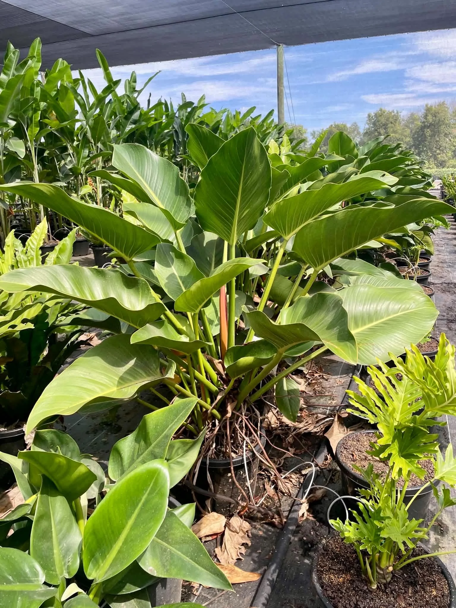 Philodendron 'Congo Green' 330mm