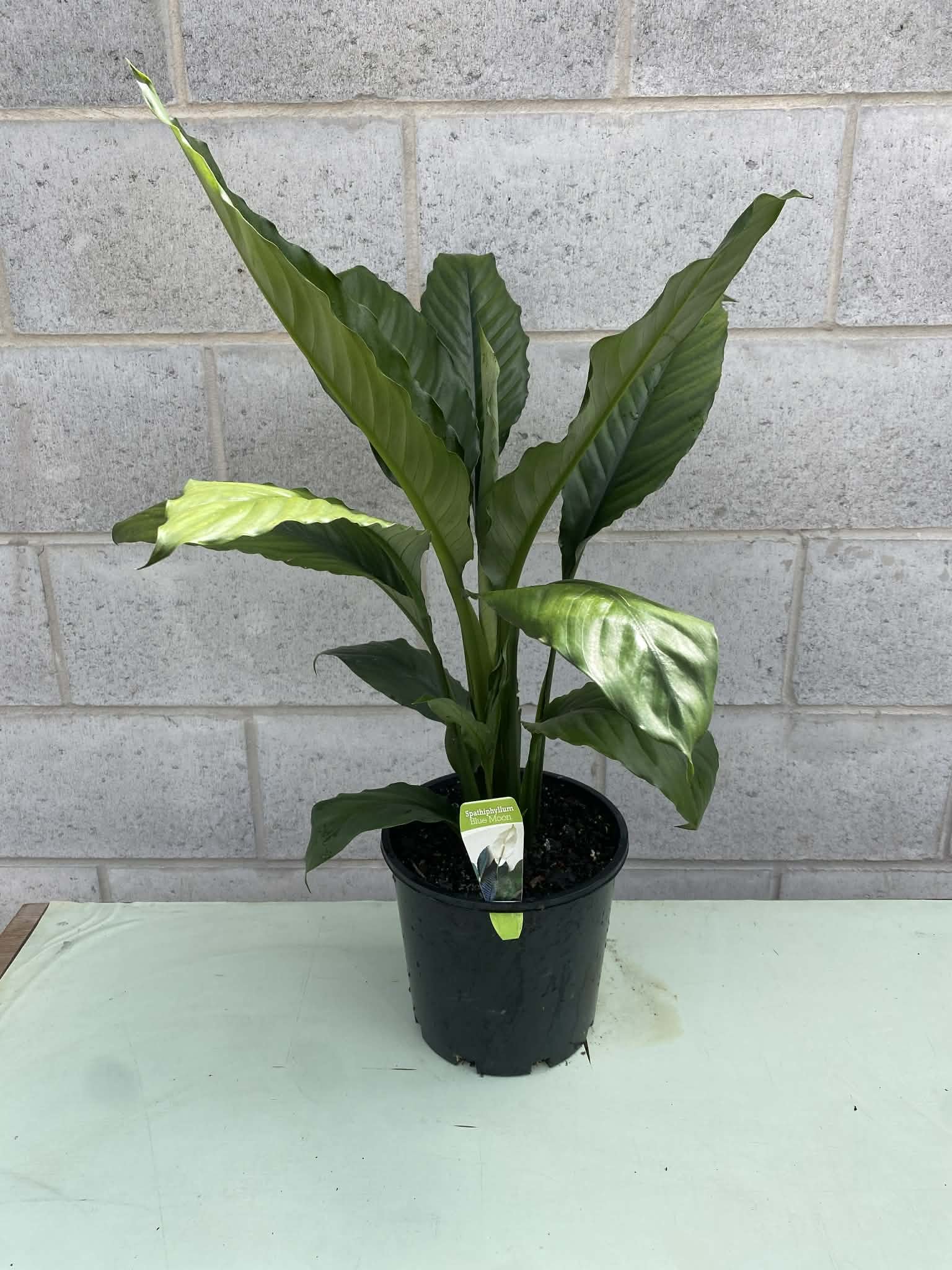 Spathiphyllum ‘Blue Moon’ 200mm