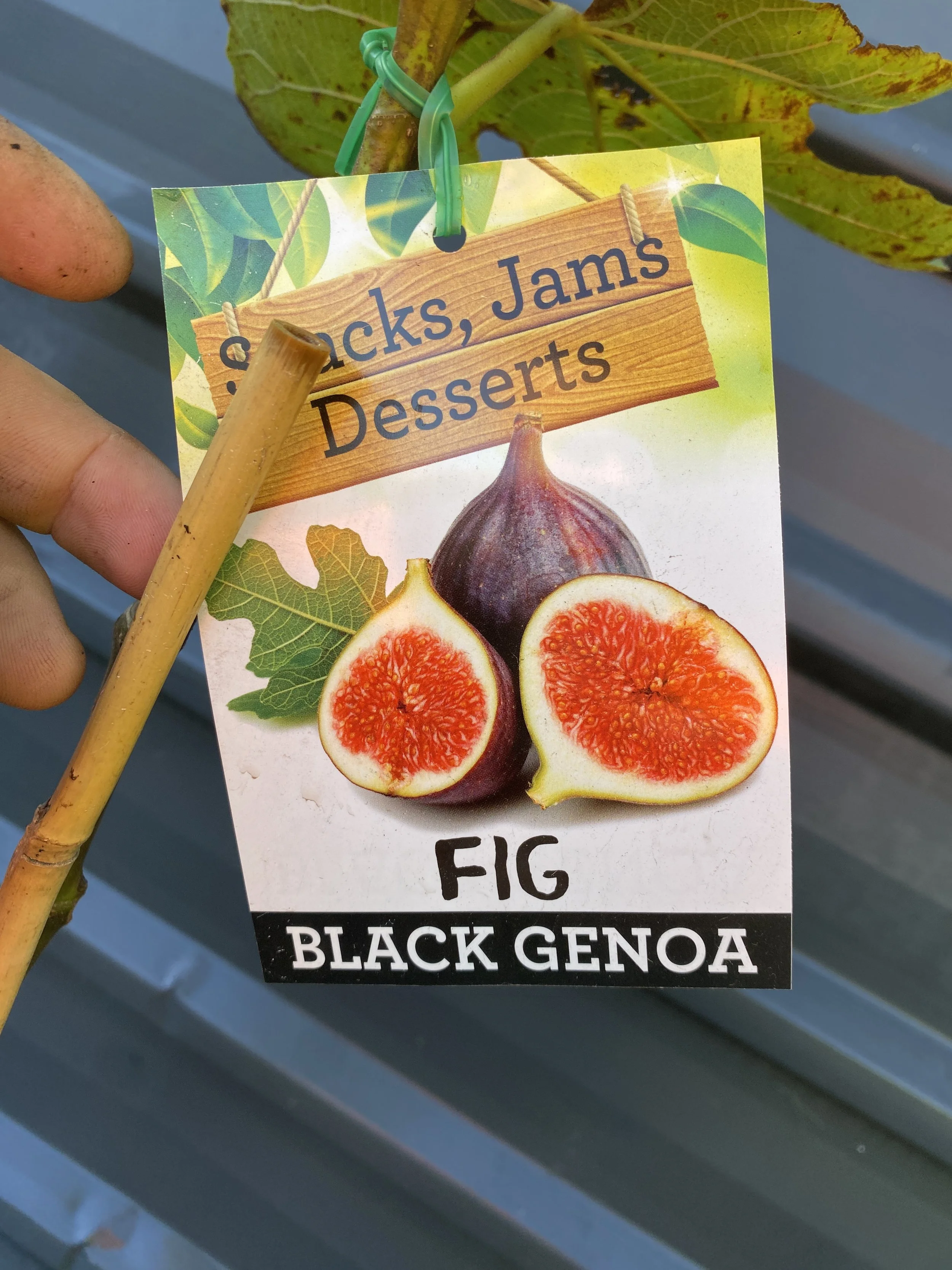 Fig - Black Genoa 4L (1).jpg