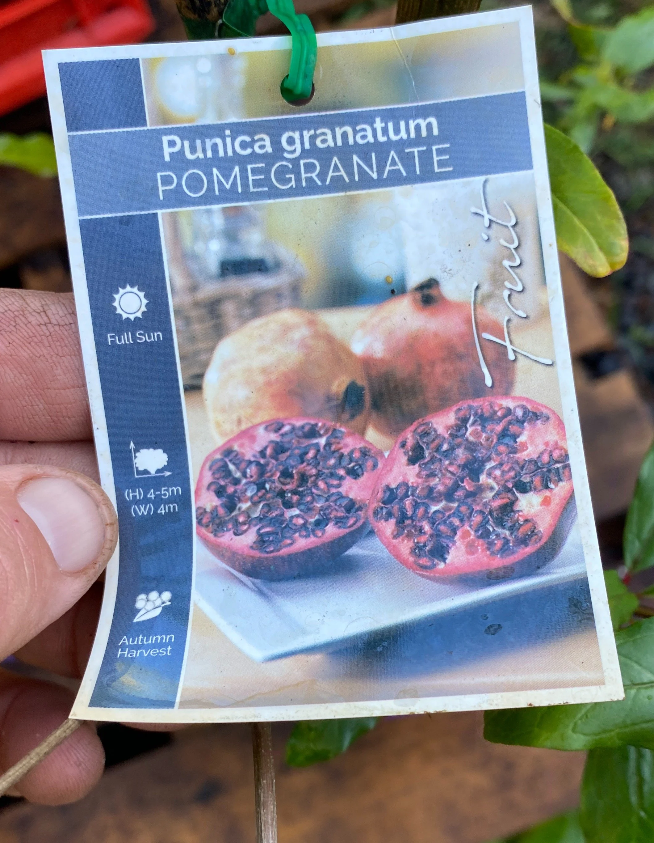 Pomegranate 200mm.jpg