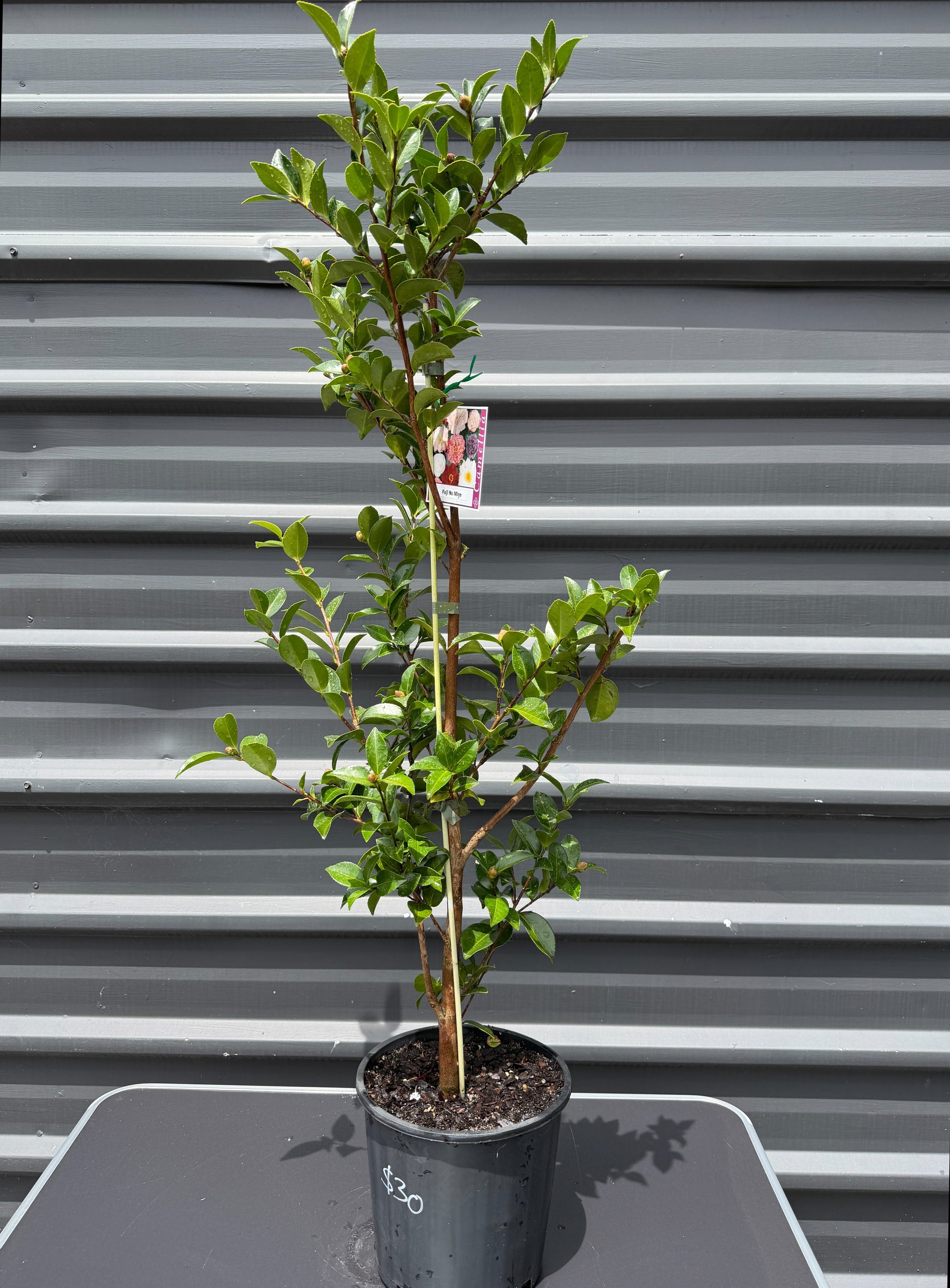 Camellia japonica 'Fuji No Mine' 200mm