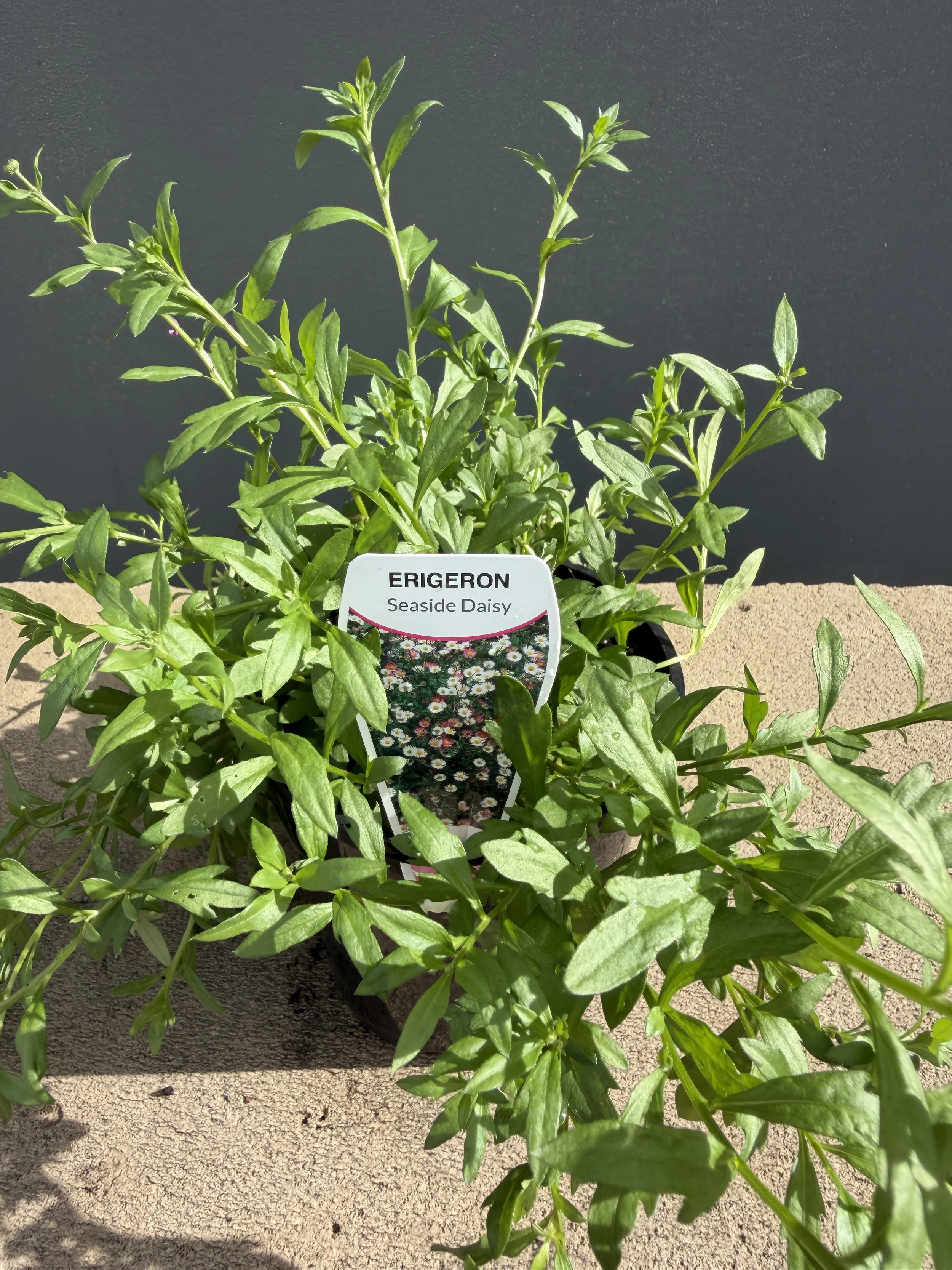 Erigeron 'Seaside Daisy' 140mm.JPG