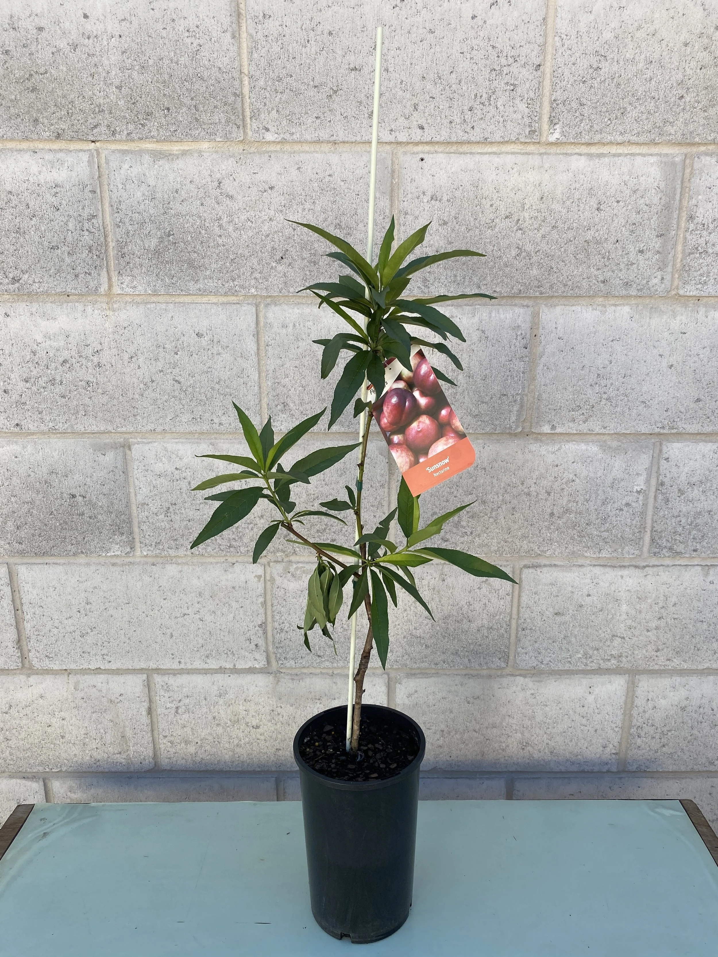 Nectarine – Sunsnow (Prunus persica var. nucipersica) 165mm