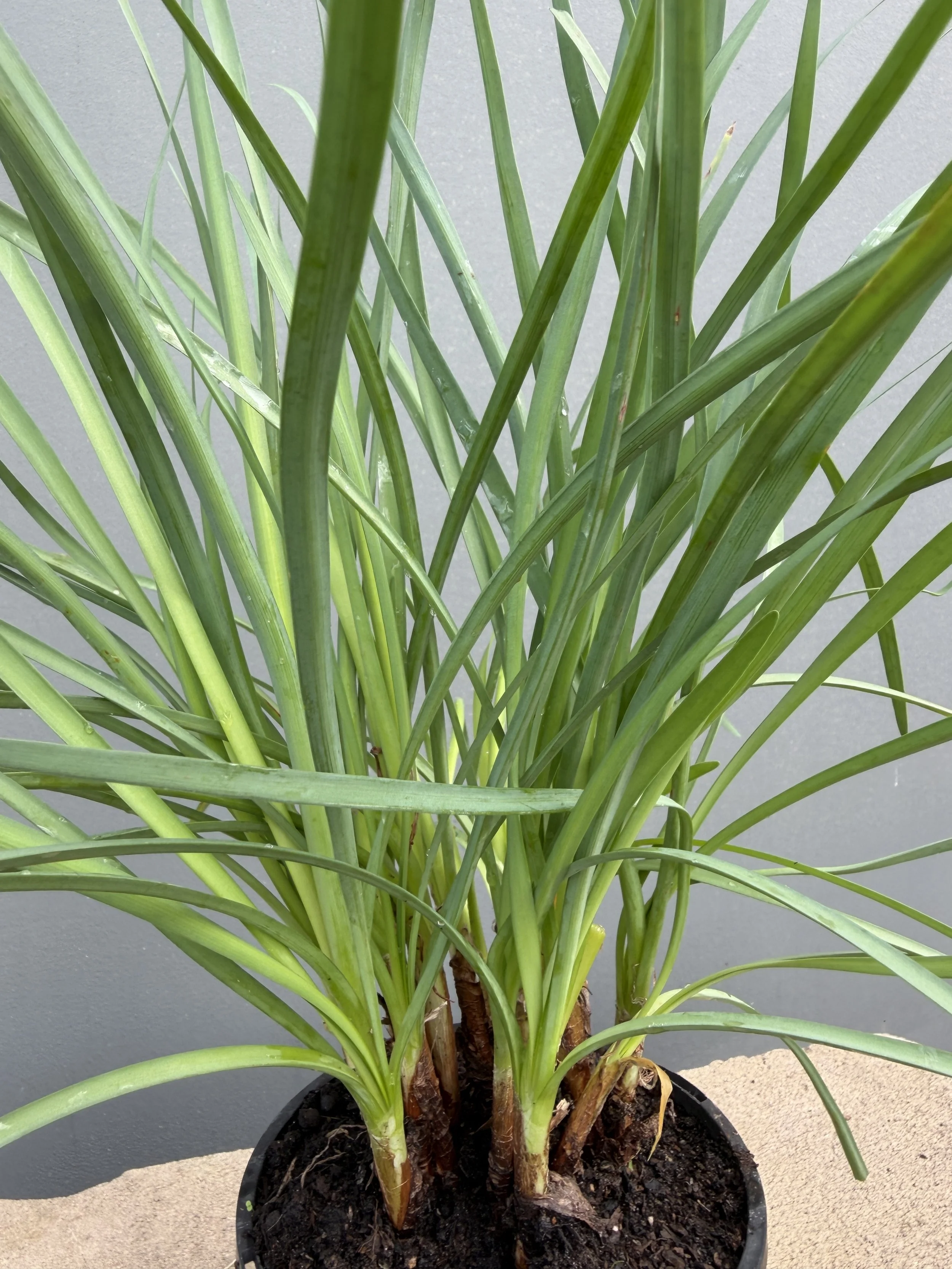 Society Garlic 140mm (1).JPG
