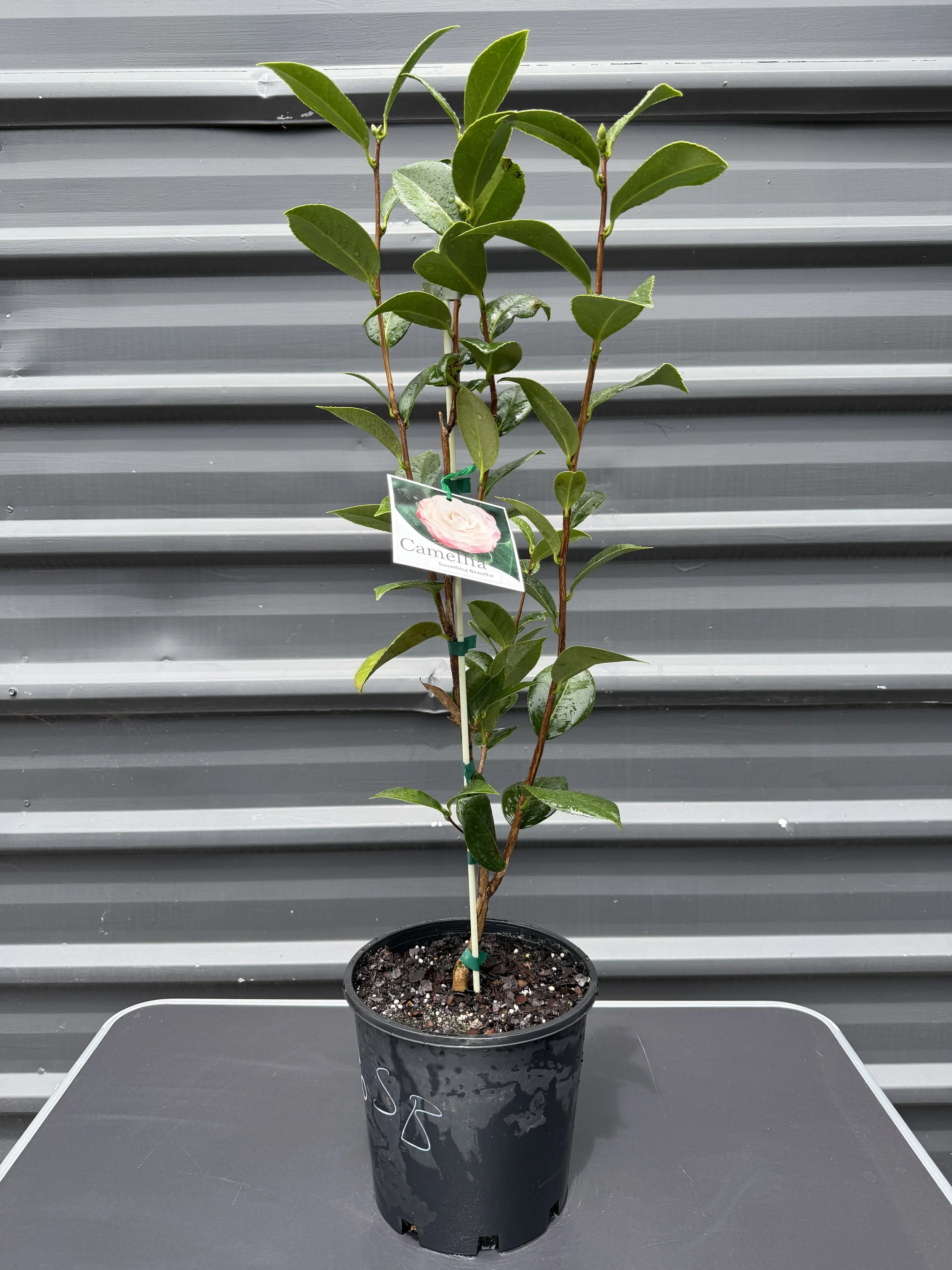 Camellia japonica ‘Something Beautiful’ 200mm